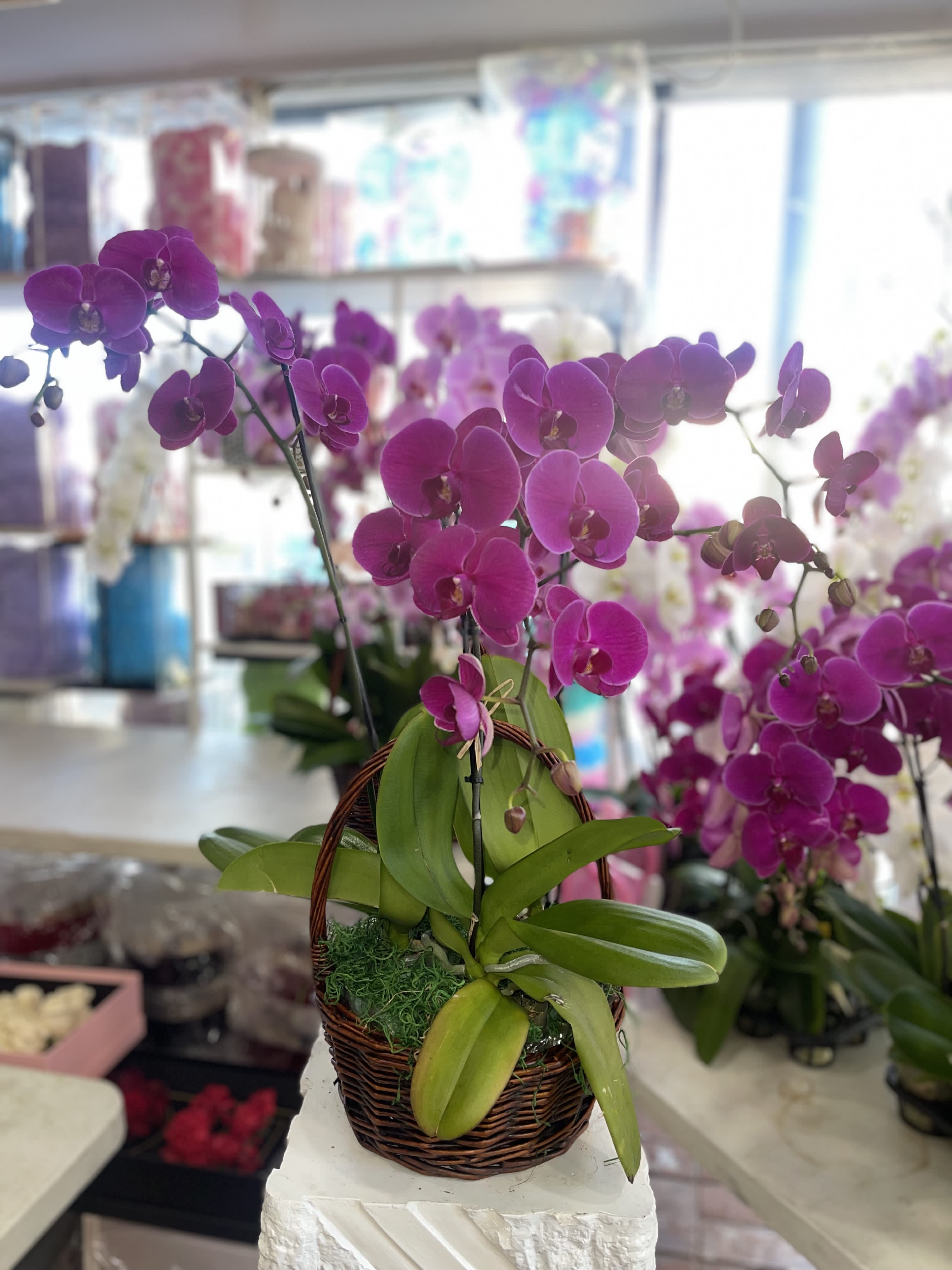 Pink orchid arrangement in a wicker basket