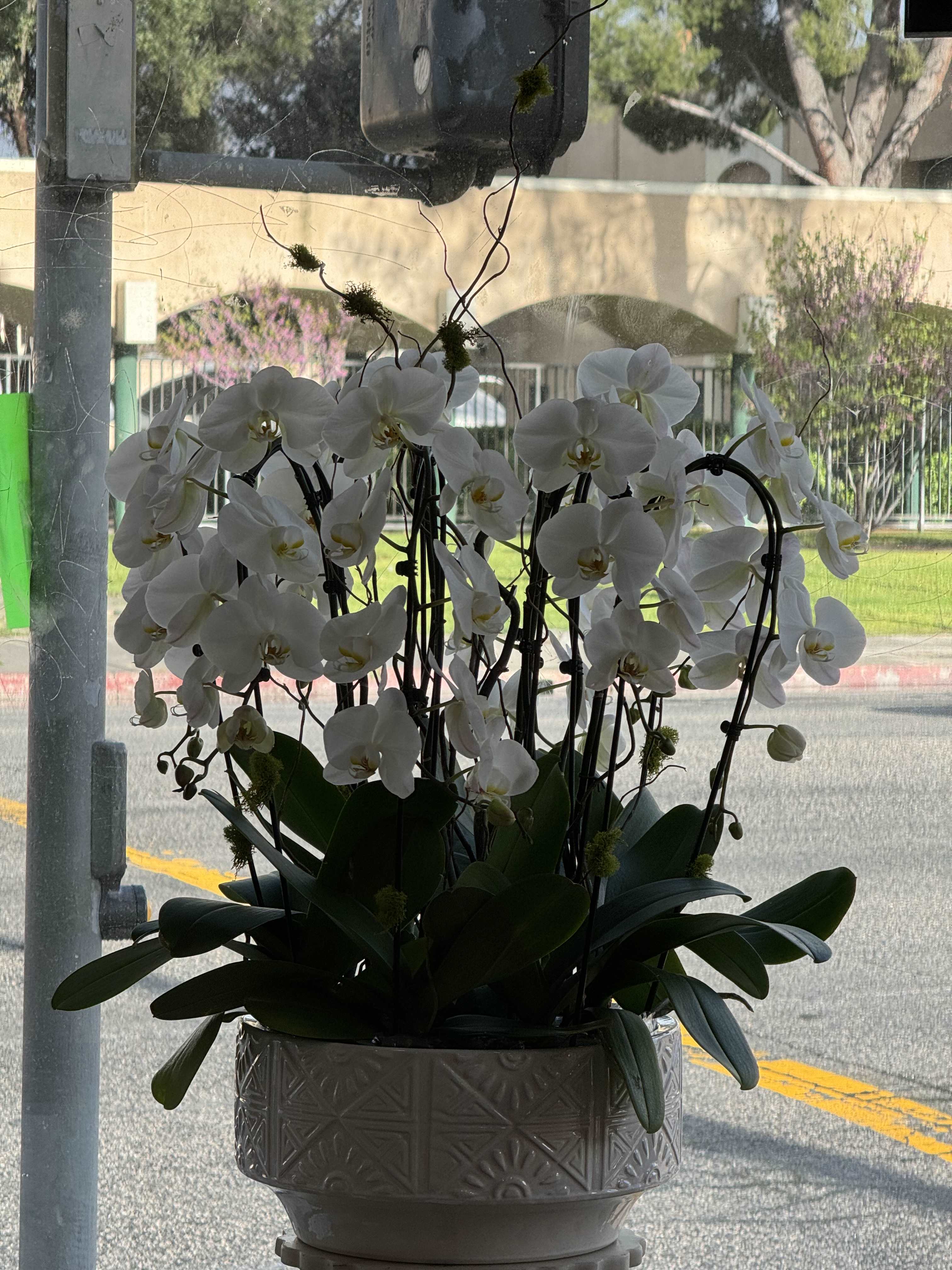 White orchids arranged in a decorative planter