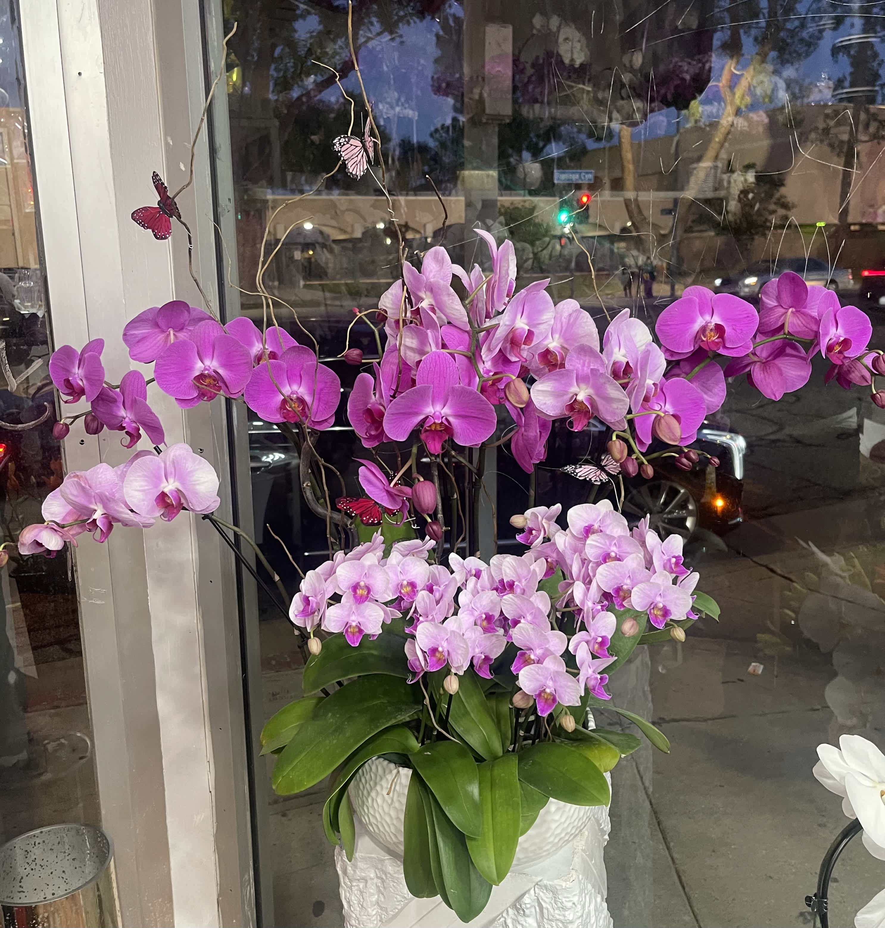 Pink and lavender orchids arranged in a white pot