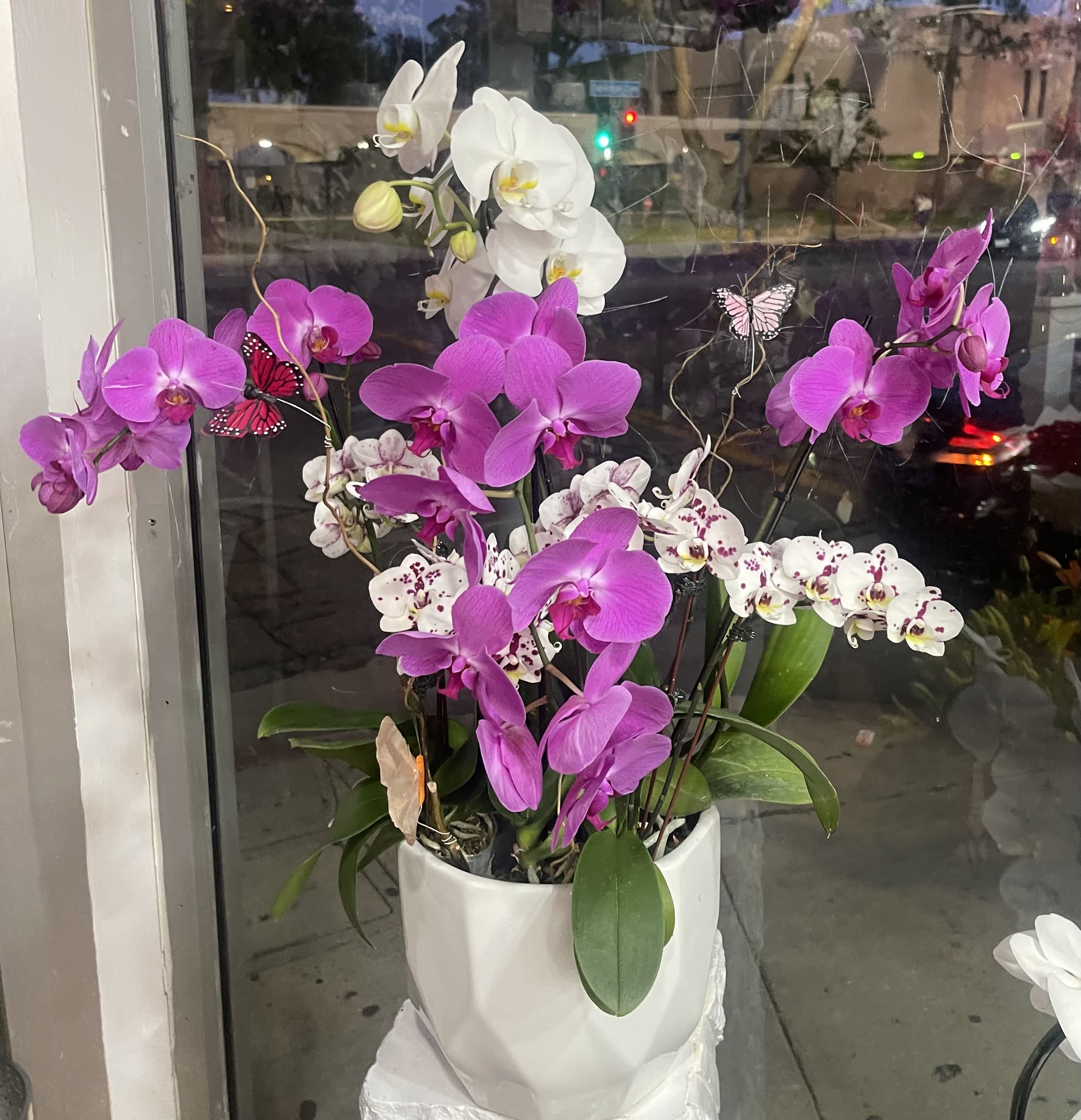 Potted orchids in white and magenta in a white ceramic planter