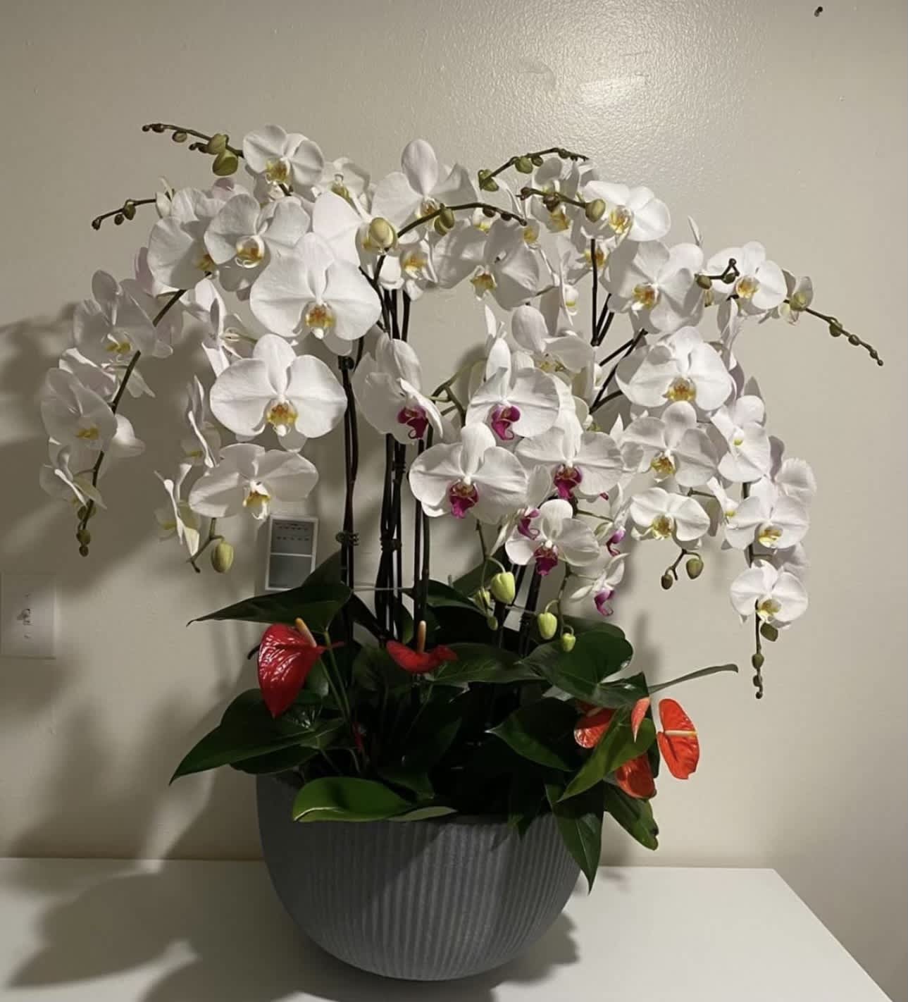 White orchids arranged in a gray planter with a few red anthuriums