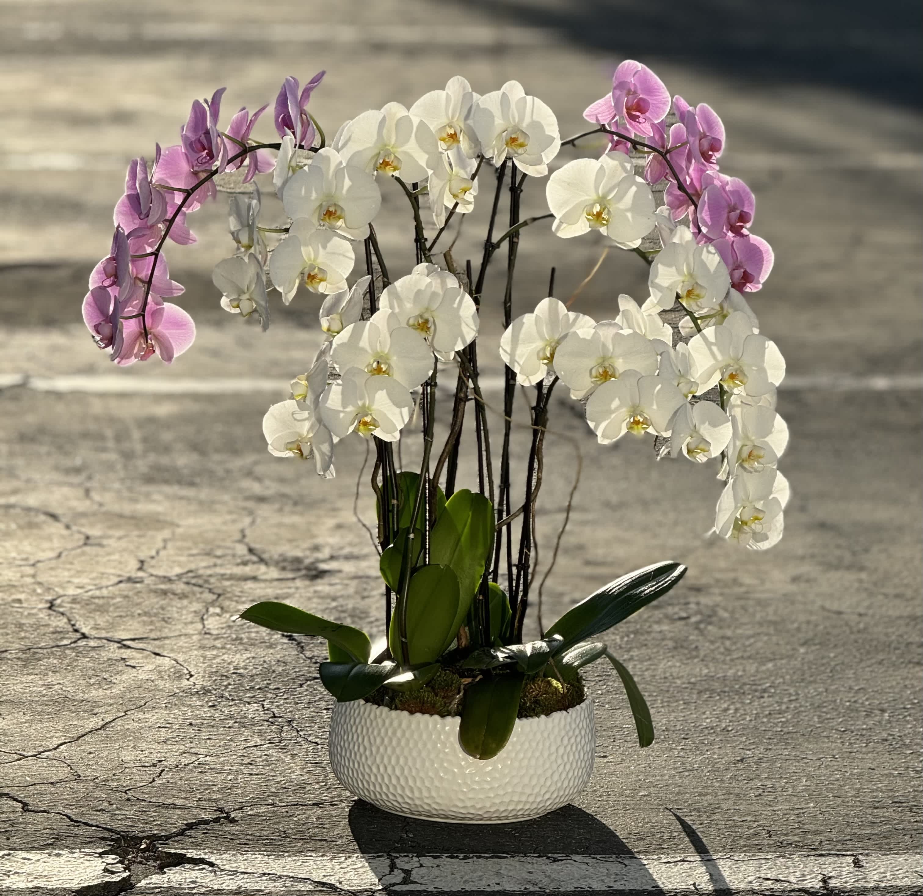 Potted orchid arrangement with white and pink blooms in a white bowl planter