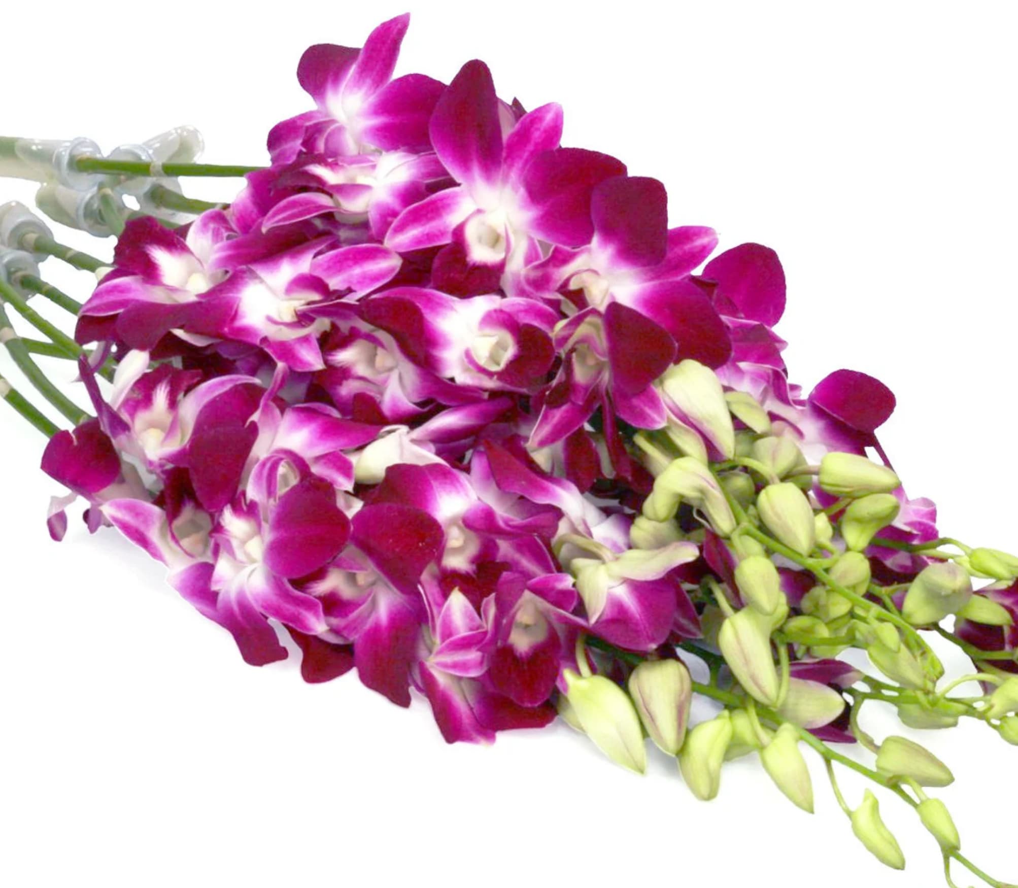  Fresh Cut Orchids Dendrobium Purple Bom Sonia - 10 stems of Beautiful Dendrobium Purple Orchids wrapped in paper Fresh Cut Flowers -Dendrobium Orchids Bom Sonia (Purple) Guaranteed to last 7 Days! #freshcutorchids, #Purpleorchids, #dendrobiumorchids, #nextdaydelivery, #Holidays, Perfect, #Gift