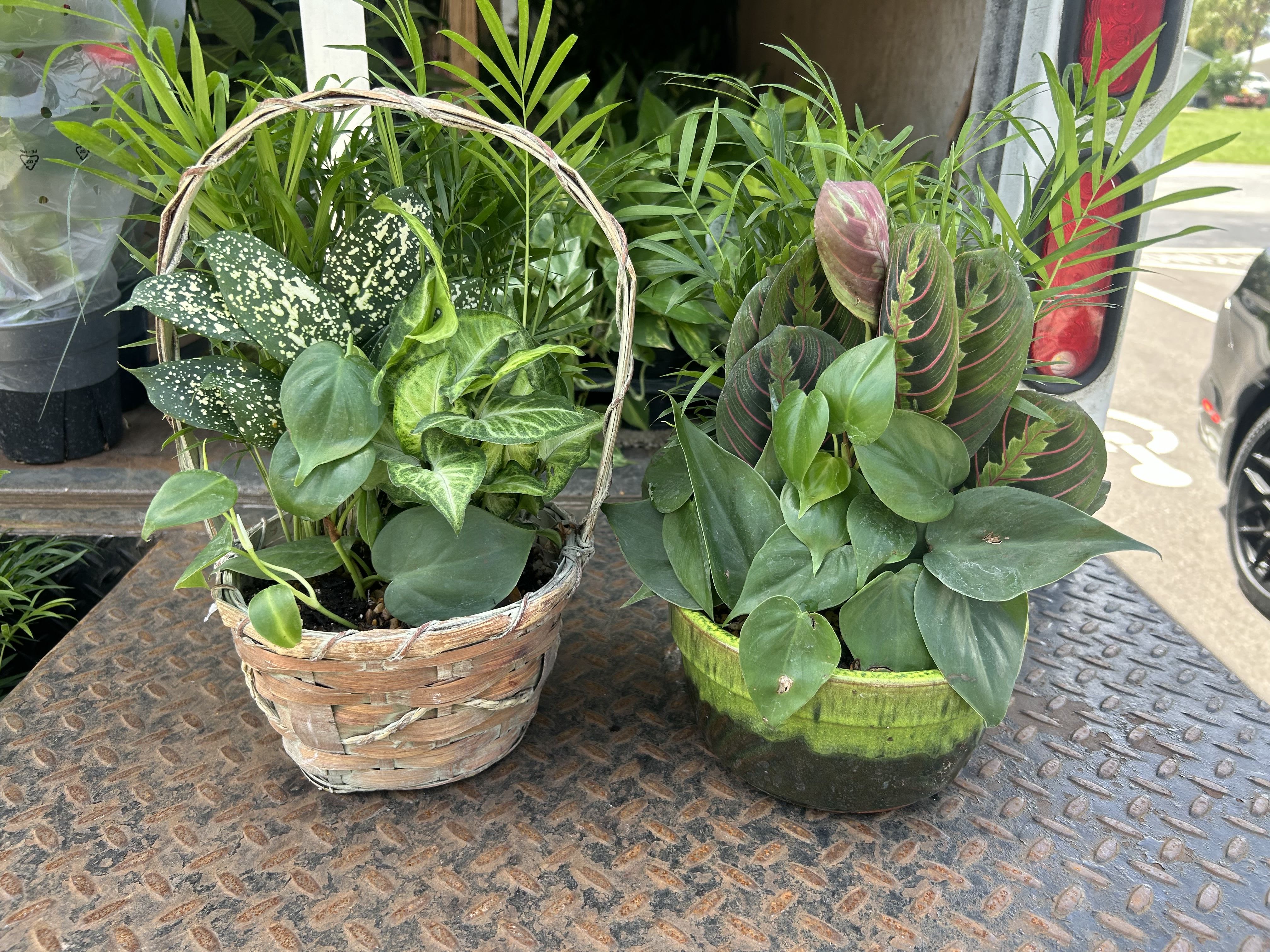 Two mixed green houseplant planters in a basket and a ceramic pot