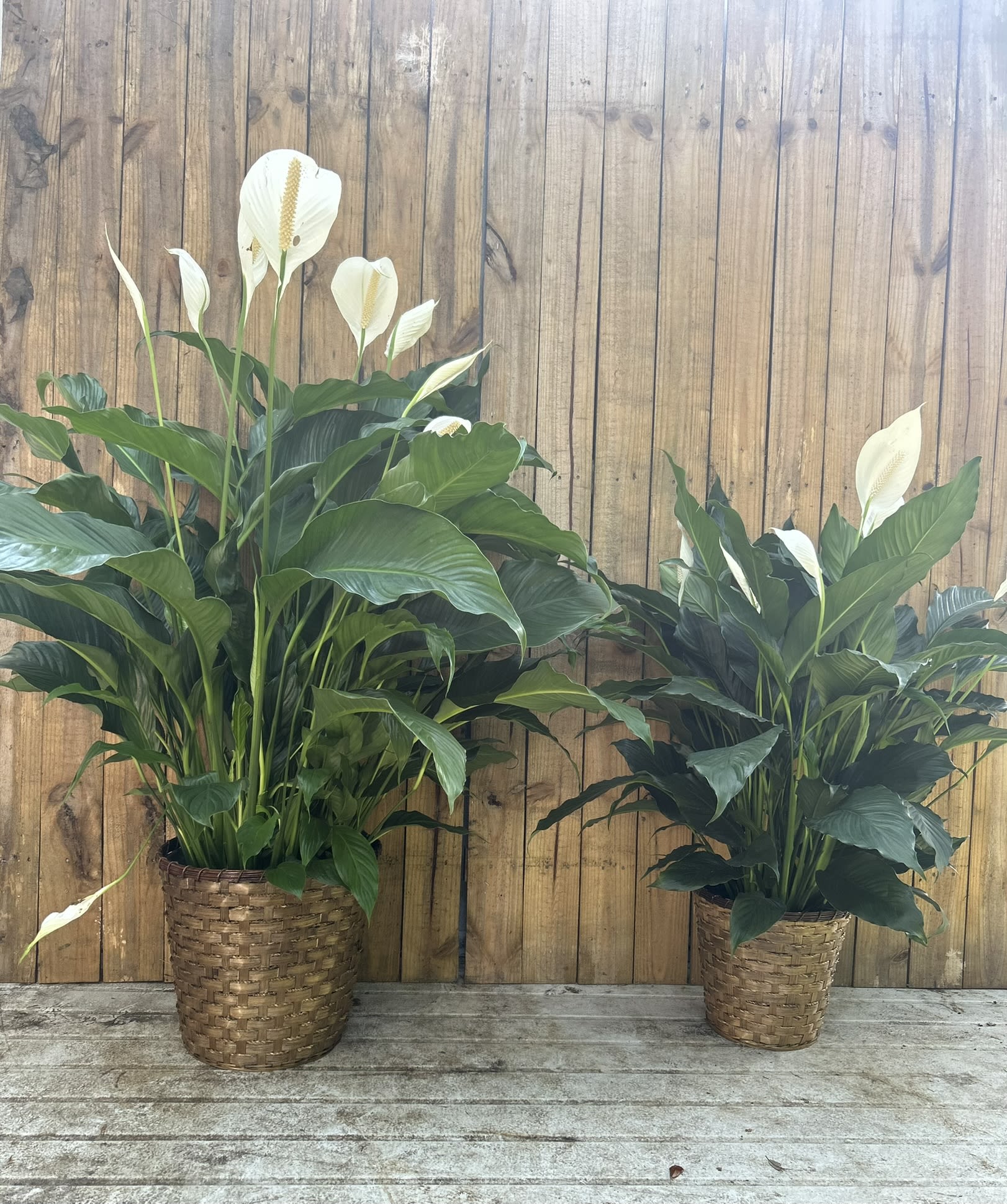 Two large peace lily plants with white blooms in woven baskets on a wooden deck