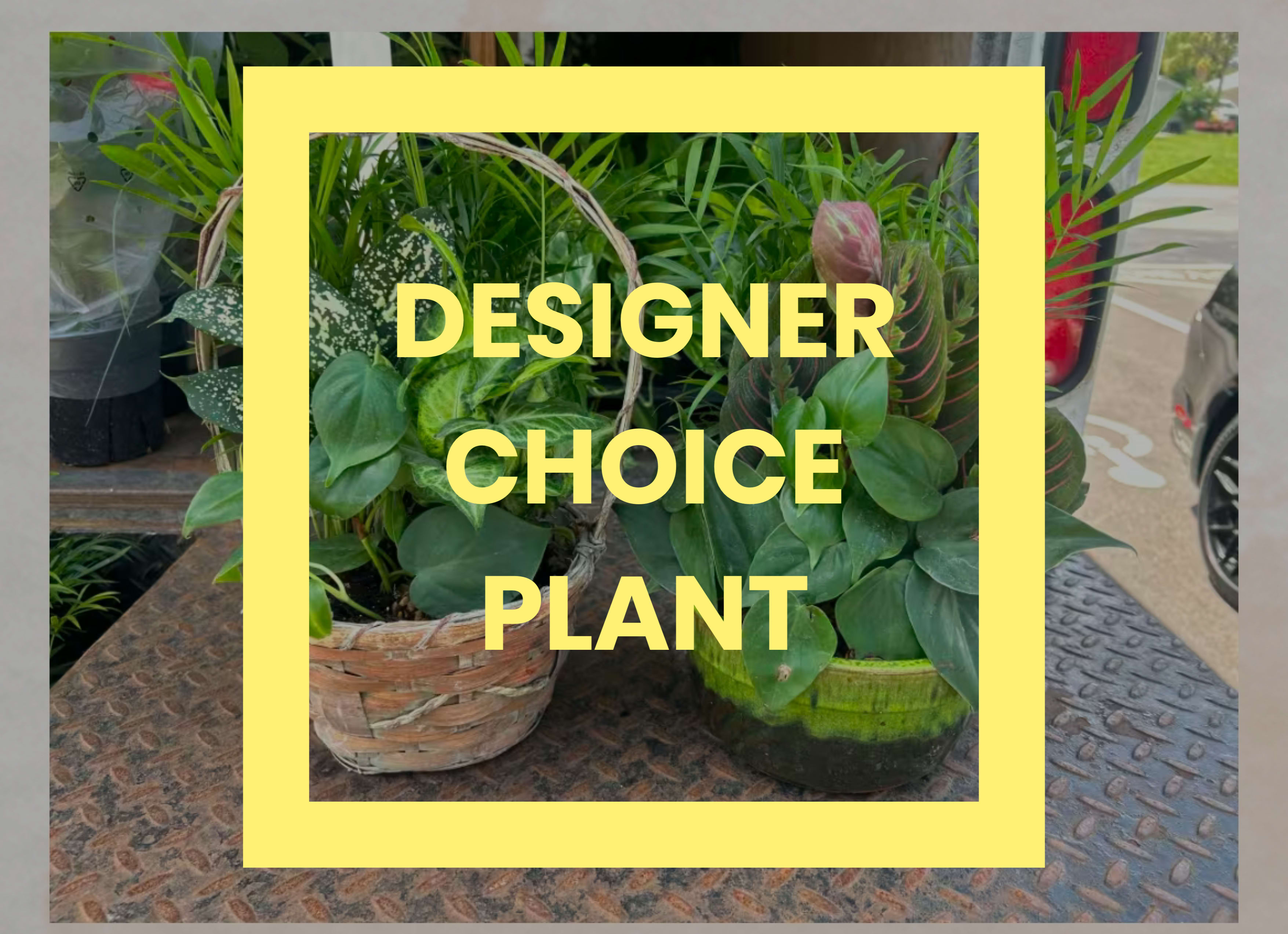 Assorted green potted plants in a basket and ceramic pot with yellow frame and text overlay.