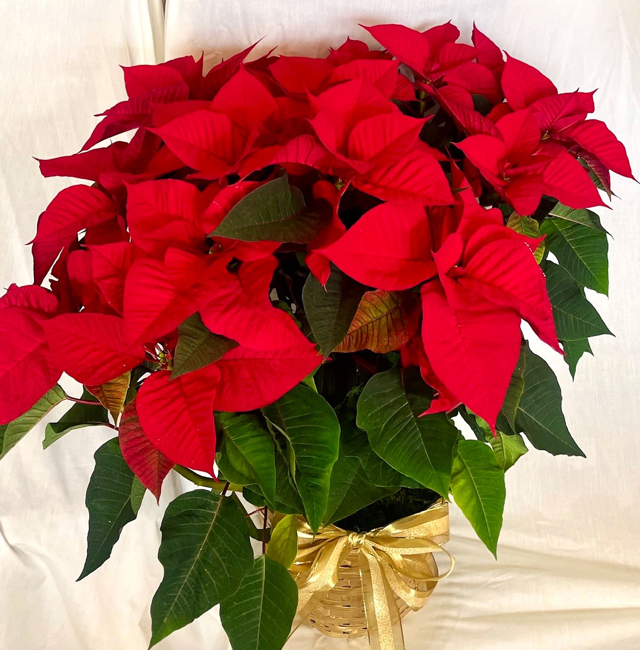 Large Poinsettia approx 36" tall and 24" wide  - Gorgeous poinsettia in a lovely gold basket with a large golden mesh bow. Makes a grand Christmas gift. 