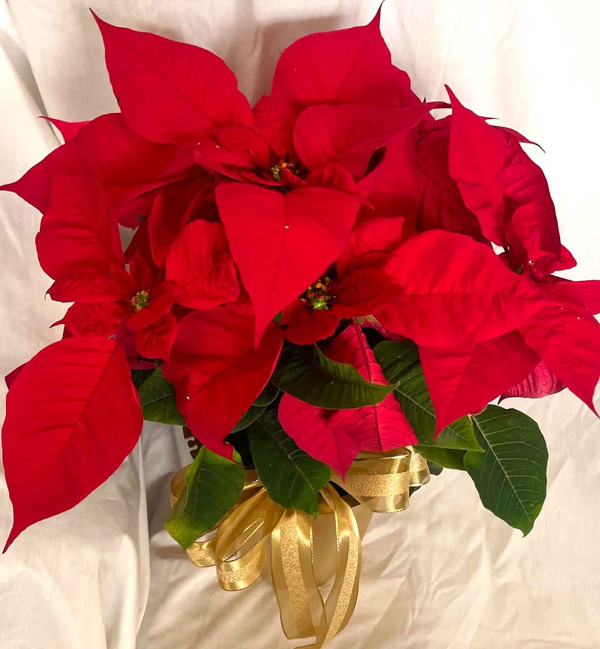 Medium Poinsettia  - Gorgeous poinsettia, approx 14 inches high and 10 inches wide. Comes in a lovely golden planter pot with a golden mesh bow. 