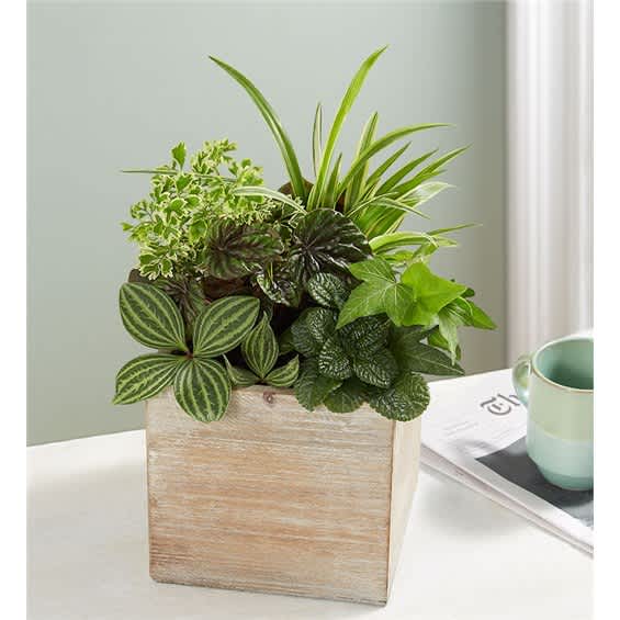 Dish Garden - Green plants designed in a container or handled basket. (Standard size is approx. 5") **Since each arrangement is one-of-a-kind and created using our freshest plants, the plants and/or container may vary from what's shown in the stock photos.**