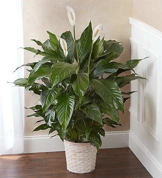 Peace Lily - Send your condolences with this Spathiphyllum plant.