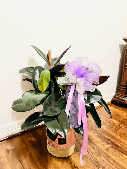 Potted rubber plant with a purple ribbon bow