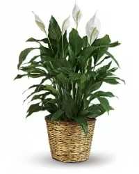 Peace Lily Plant 10" - An impressive 12-inch extra-large Spathiphyllum (Peace Lily) plant, admired for its elegant white blooms and abundant green foliage. This full and lush plant makes a beautiful and lasting gift, bringing a sense of peace and natural beauty to any home or office.  Presented in a brown or white basket depending on availability and finished with a decorative bow, this grand plant is perfect for sympathy, memorials, housewarmings, or any occasion where a meaningful and lasting gesture is appreciated.