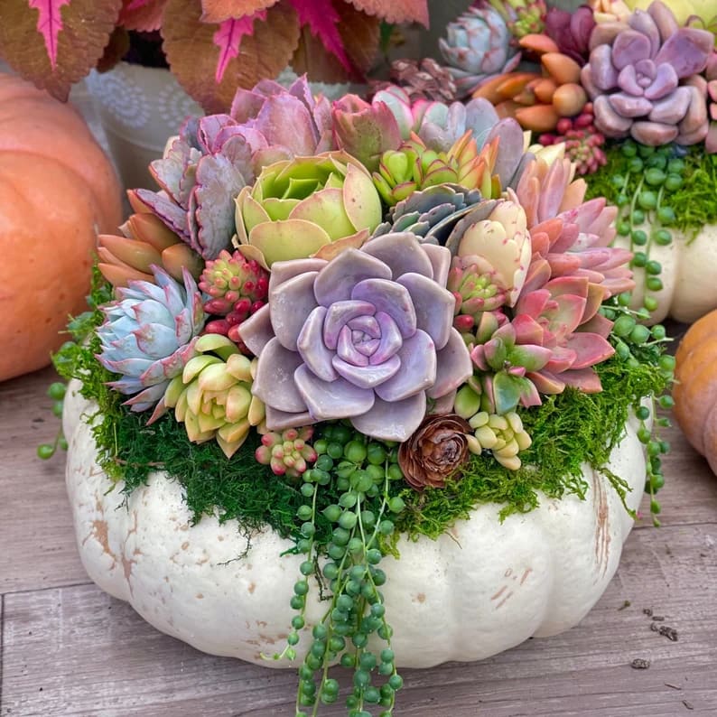 Pumpkin Succulent  Workshop for 6 guests minimum  - Calling all floral enthusiasts! Are you ready to immerse yourself in a captivating and educational workshop centered around creating stunning Pumpkin Succulent Centerpieces? Join us for a hands-on experience where you can unleash your creativity and master the art of crafting these unique and beautiful arrangements.   This workshop is available to Families, Corporate Teams, Adults, Kids, Adults with Kids.   Event Details:  To reserve your spot, simply select a date on our calendar. The workshop will last for approximately 3 hours, plus 1 hour for set up and cleaning.  Packages: 1. Standard Package - $ 900 - Suitable for 6 guests - $150 per person  2. Deluxe Package - $1200 - Ideal for 8 guests - $150 per person  3. Premium Package - $1500 - Perfect for 10 guests - $150 per person  Apple cider and pumpkin pie will be served to celebrate your achievements !  Please use promo code CLASS23 for Free Delivery on a payment screen during payment processing.   Location: Whether you prefer to host the workshop in your own residential space or corporate office, our talented Event Lead Florist will be there to make it happen. They will work closely with you to discuss additional details and ensure a seamless experience.  Don't miss out on this extraordinary opportunity to explore your artistic side and create stunning floral arrangements. Limited spots are available, so make sure to book your tickets now!  To reserve your spot or for more information, please contact us at 818-458-0604. We can't wait to see you blossom into a skilled florist!  Benefits of floral therapy: https://vesperafloralstudio.com/blog/floral-workshop-or-floral-therapy-9329/
