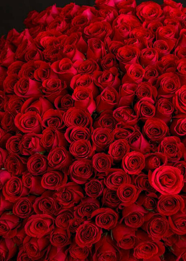 Dense arrangement of red roses filling the frame