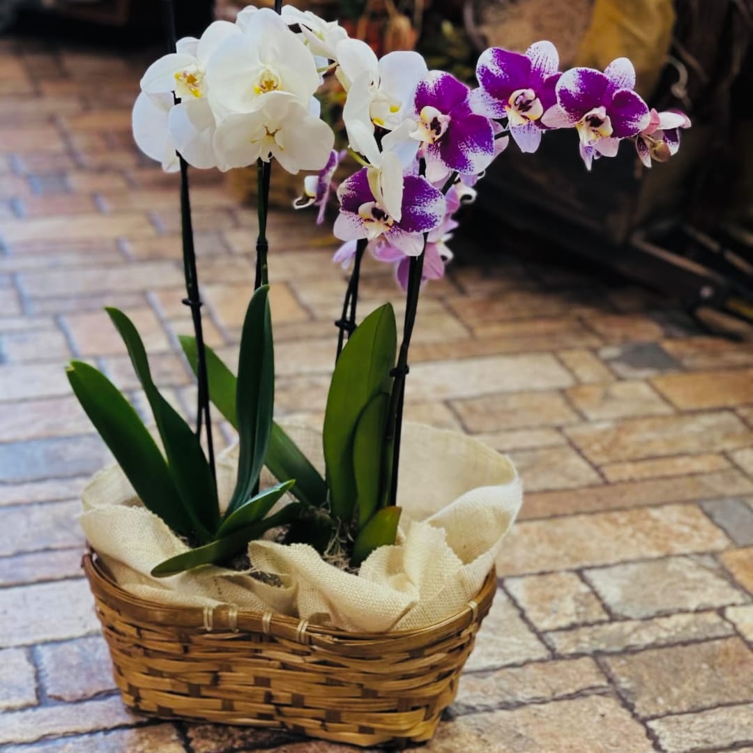 White and purple orchids in a woven basket with burlap wrap