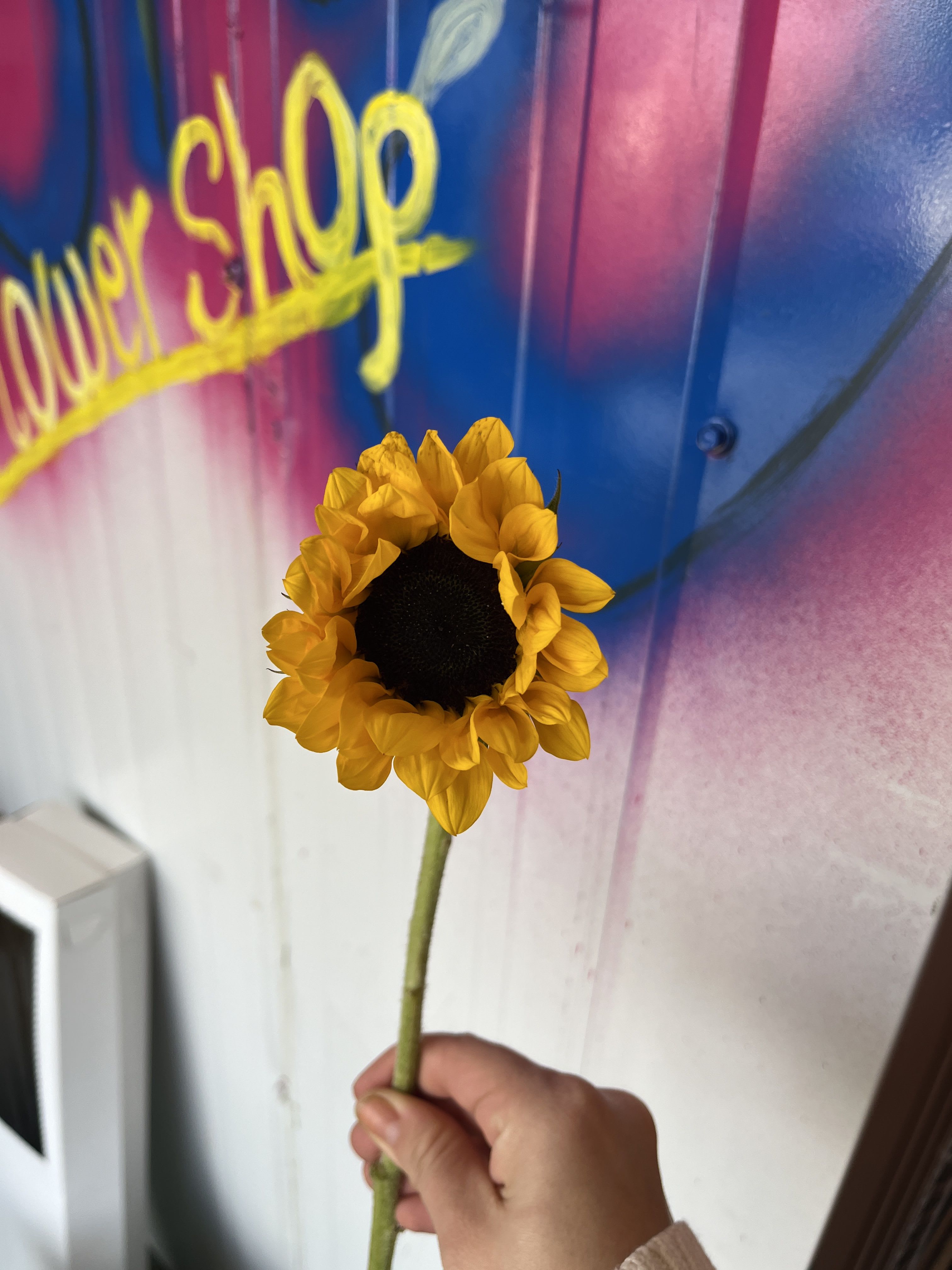 Single yellow sunflower held by hand