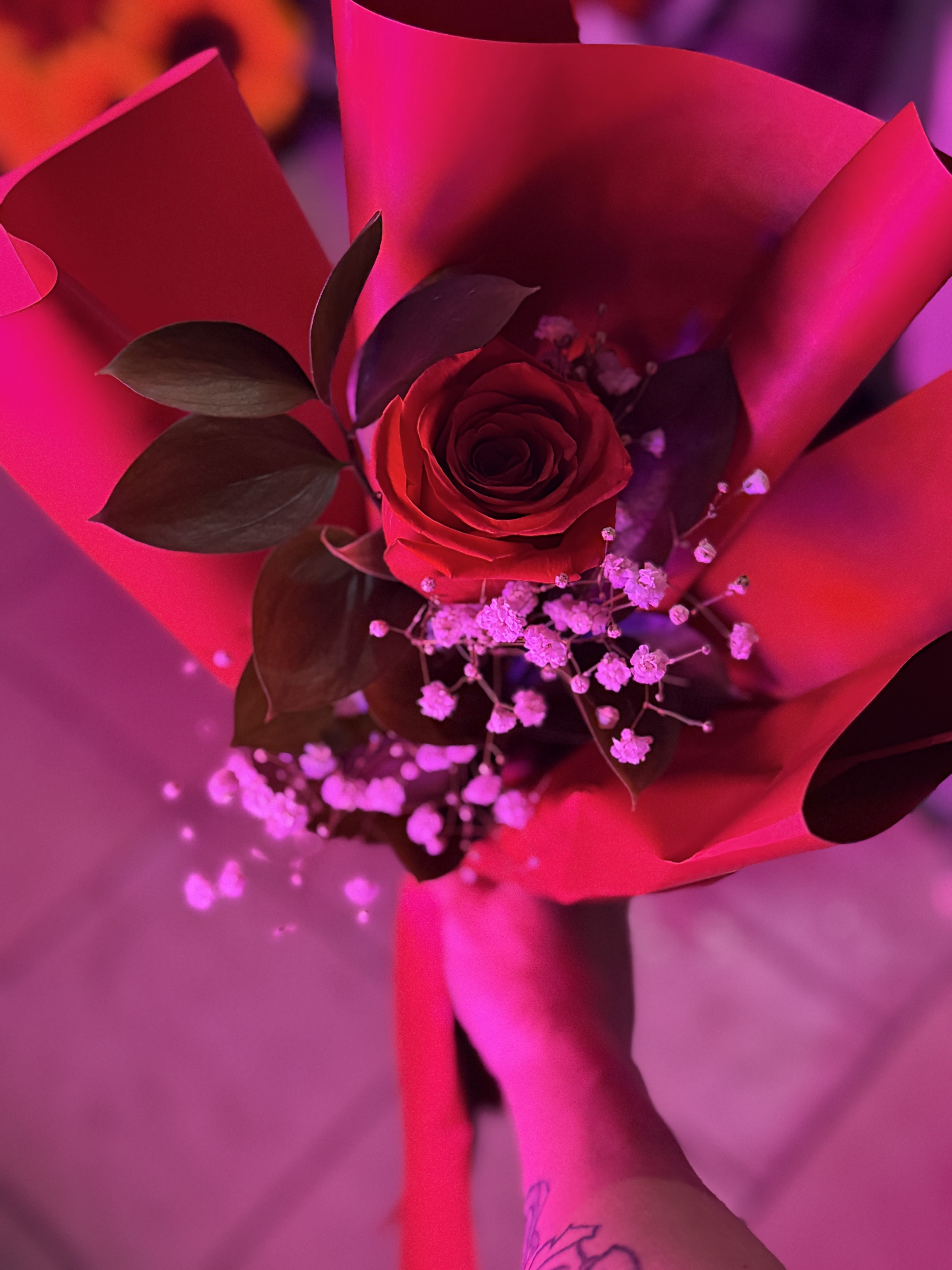 Single red rose bouquet wrapped in bright pink paper