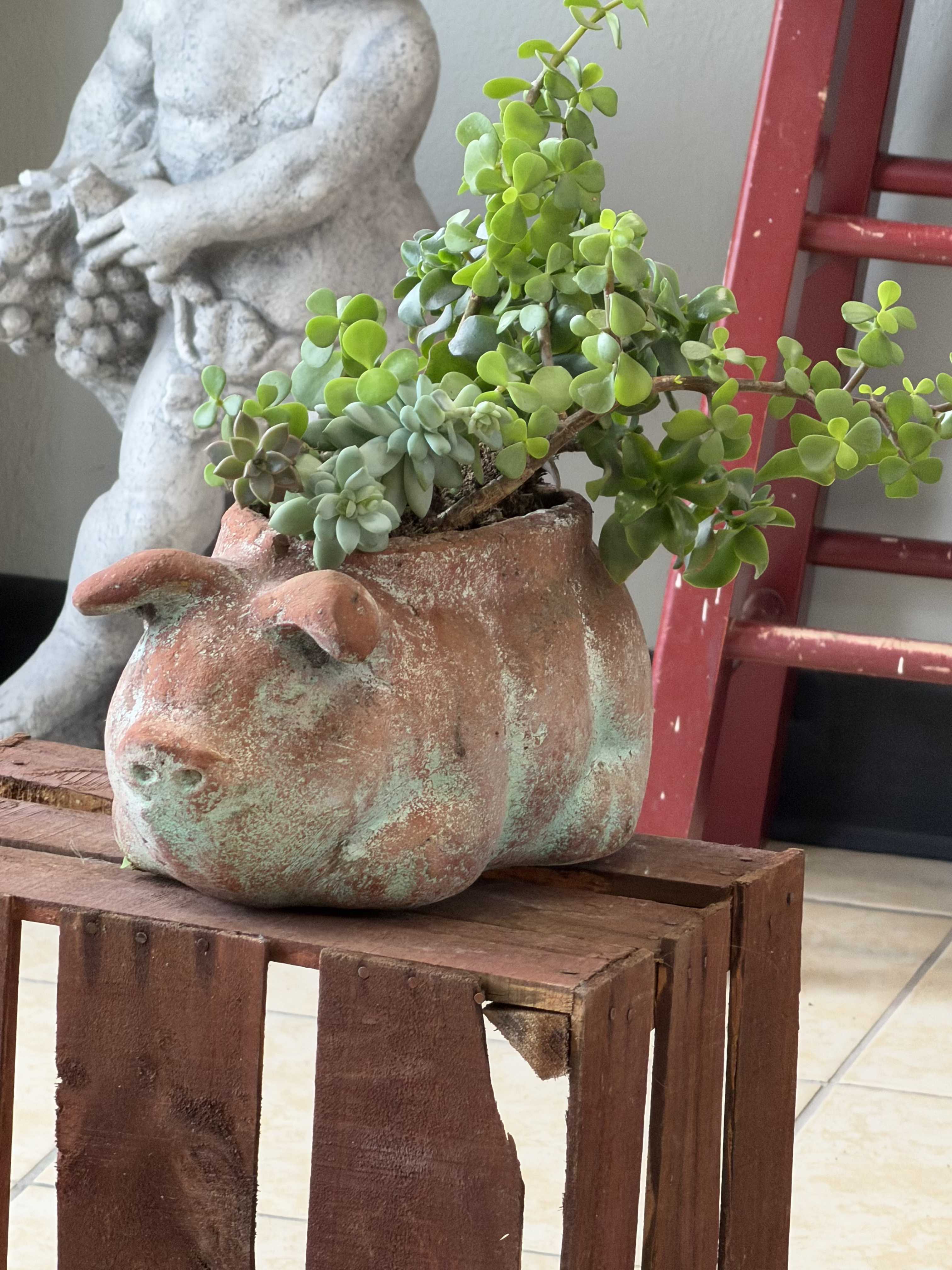 marranito de suculentas - A playful terracotta pig planter filled with a lush mix of trailing and clustered succulents makes an irresistible houseplant gift or everyday tabletop accent. This succulent arrangement-perfect for a housewarming, birthday, or to say "thinking of you"-reads as casual and homey rather than a formal floral bouquet, so the person you're giving it to will feel delighted by its whimsical charm and lived-in, rustic character.  The planting features varied succulent varieties in bright and muted greens, with both upright and trailing stems that create a full, textured silhouette. It arrives planted in a weathered pink‑to‑green ceramic pig-shaped pot that looks handmade and slightly worn, giving the piece an earthy, decorative look. Shown sitting naturally on a wooden stand beside simple décor, this arrangement is designed for indoor display on a table, shelf, or windowsill.  Succulents are low-maintenance and ideal for busy recipients who appreciate living decor-bright, indirect light and occasional watering keep them happy. Sized for tabletop display, this piece is a lively, long-lasting way to celebrate a new home, a small milestone, or to bring a cozy, playful touch to someone's everyday space.