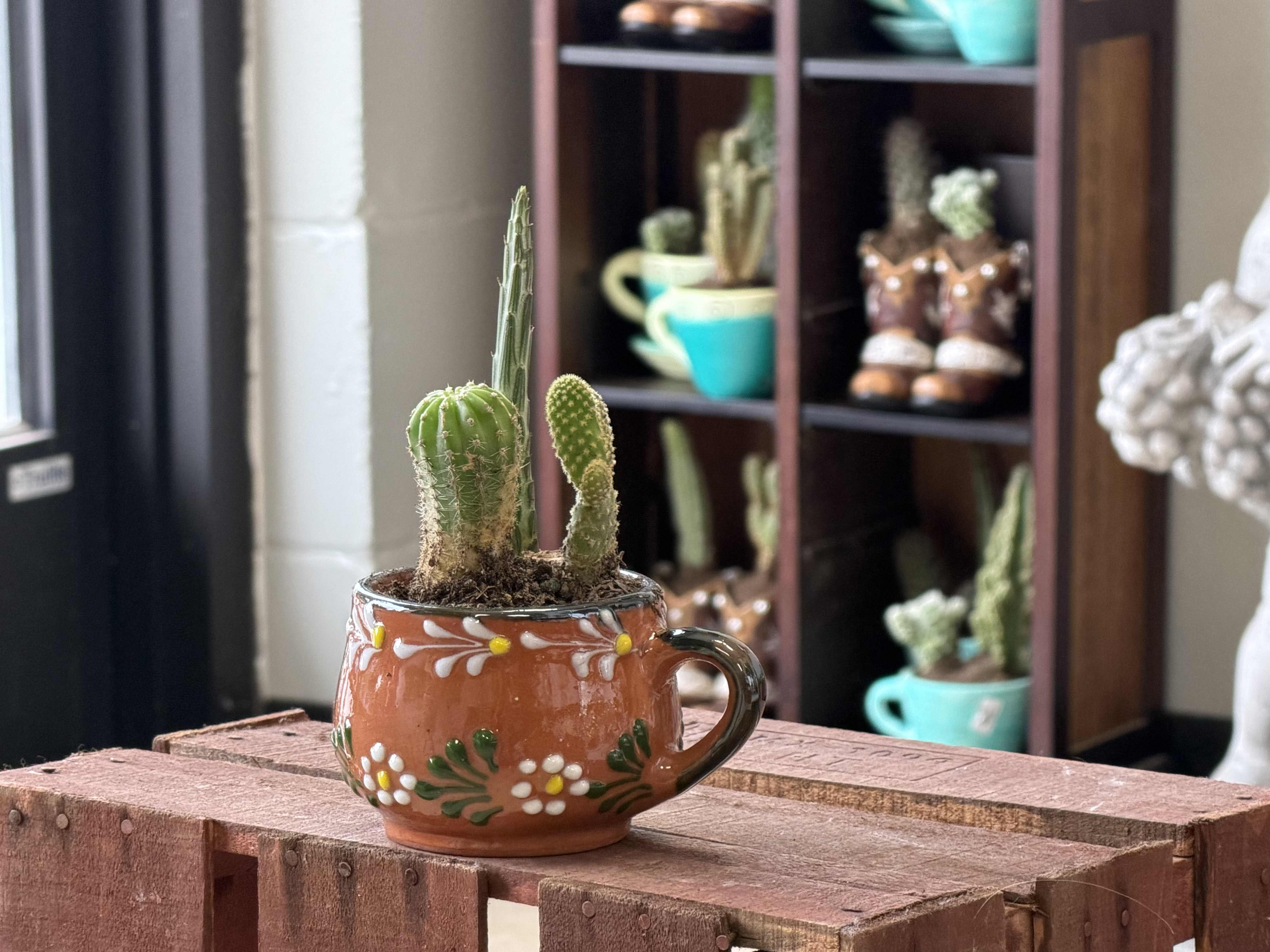 terracotta succulents - A compact terracotta succulent arrangement that reads like a little sculptural garden - perfect as a housewarming or just-because gift. This small cactus planting in a painted ceramic mug brings together upright, textured cactus forms in warm orange, green and touches of white, yellow and black; the result is rustic, playful, and immediately at home on a desk, kitchen shelf, or windowsill. The presentation says "thoughtful and low-maintenance" to the person you're thinking of.  Planted in a mug-shaped ceramic planter with a dark handle and hand-painted floral accents, the arrangement features a taller central cactus flanked by smaller clustered pieces for contrast in height and texture. The composition is compact and upright, giving a sculptural, tactile feel rather than a loose bouquet. Because these are succulents and cacti, care is simple: bright, indirect light and occasional watering - an easy plant to gift to someone who wants living decor without fuss.