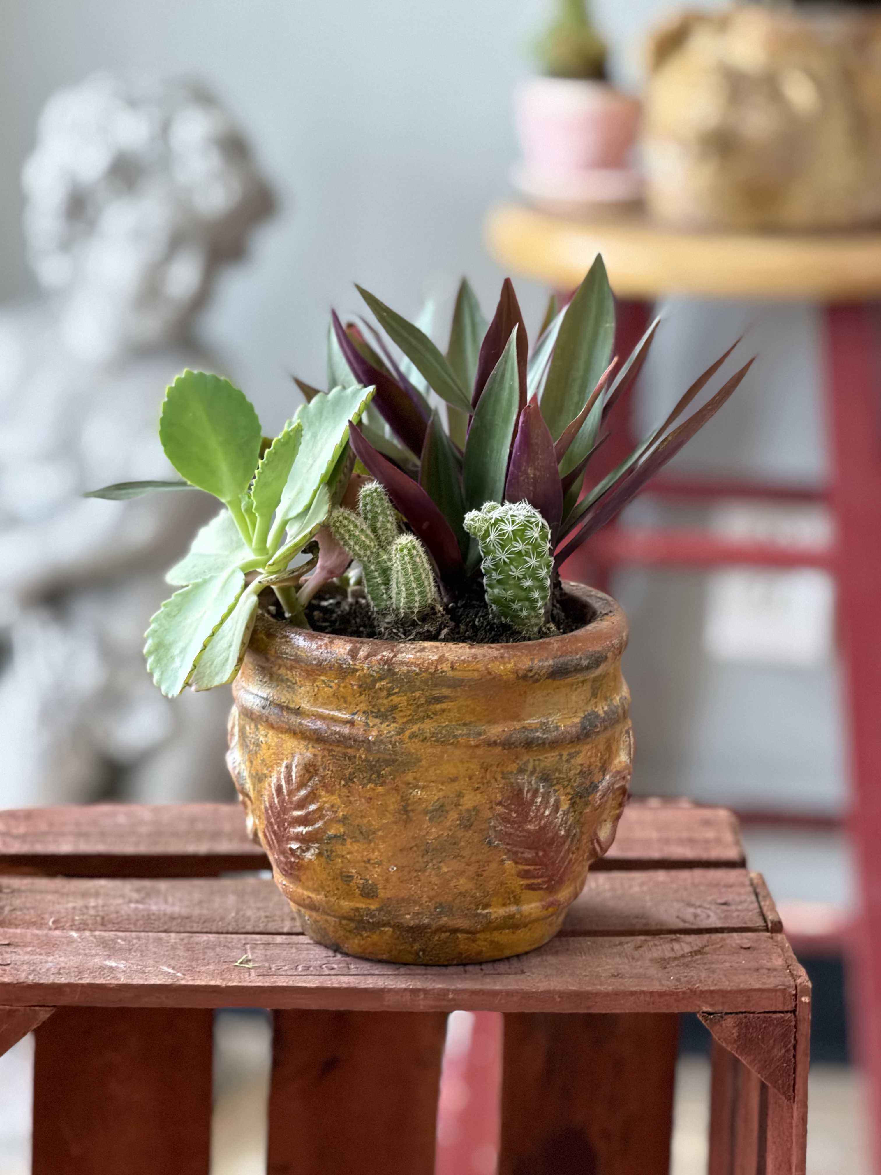 potted succulents - A compact desert-garden accent that brings low-maintenance style to any shelf or desk, this small potted succulent arrangement is perfect as a housewarming plant or an everyday gift. The mix reads modern and casual-more of a lasting live plant than a cut-flower bouquet-so the person you're thinking of will enjoy a green, textural reminder that's easy to live with.  Fleshy green rosettes sit alongside narrow burgundy-green spikes and a few small cactus forms for contrast, creating layered texture and subtle color depth in greens and purples. The plants are planted snugly in a rustic terracotta-style ceramic pot with an aged brown finish, giving the piece an earthy, handcrafted look that fits minimalist, boho, and farmhouse interiors.  Ideal for someone who loves living decor but not fuss-this arrangement works on a windowsill, desk, or side table and makes a thoughtful housewarming, birthday, or "just because" gift. Succulents and cacti prefer bright light and occasional watering; because it's compact and planted for display, it ships ready to place and enjoy.