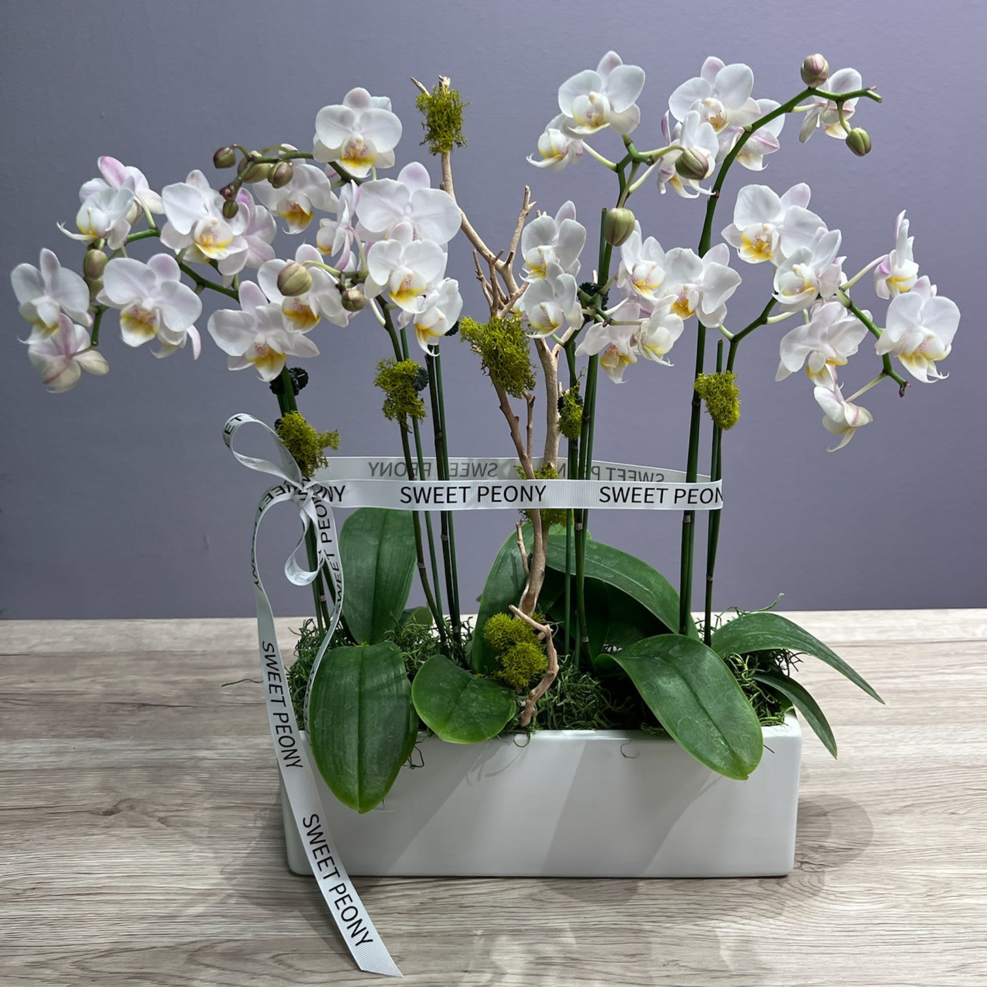 White orchid in a square pot - White orchid in a square pot with branches
