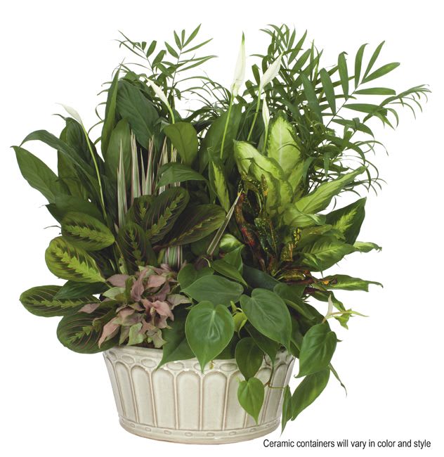 Lush mixed green potted plants with a few white blooms in a round cream ceramic container