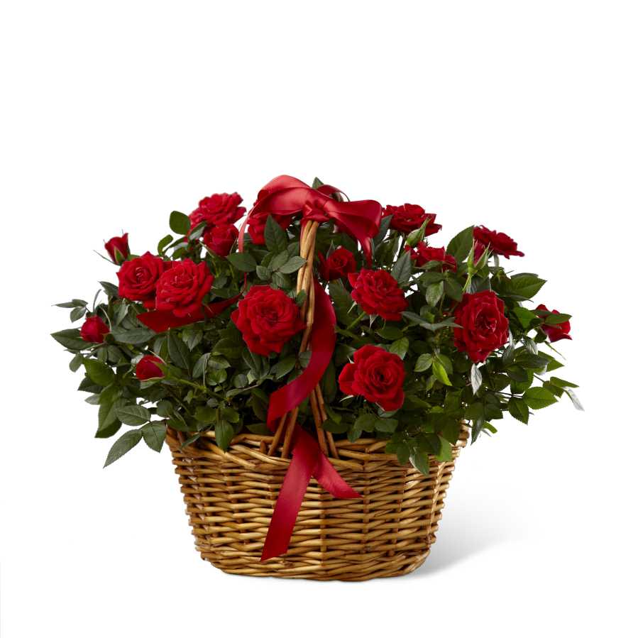 The FTD Mini Rose - The FTD Mini Rose presents your special recipient with rich red flowers to convey your heartfelt love and affection. Two red mini rose plants sit side by side in a woven willow basket tied with a red satin ribbon to create an incredible way to bring romance and vibrant color into their everyday. Approx. 10âH x 14âW.