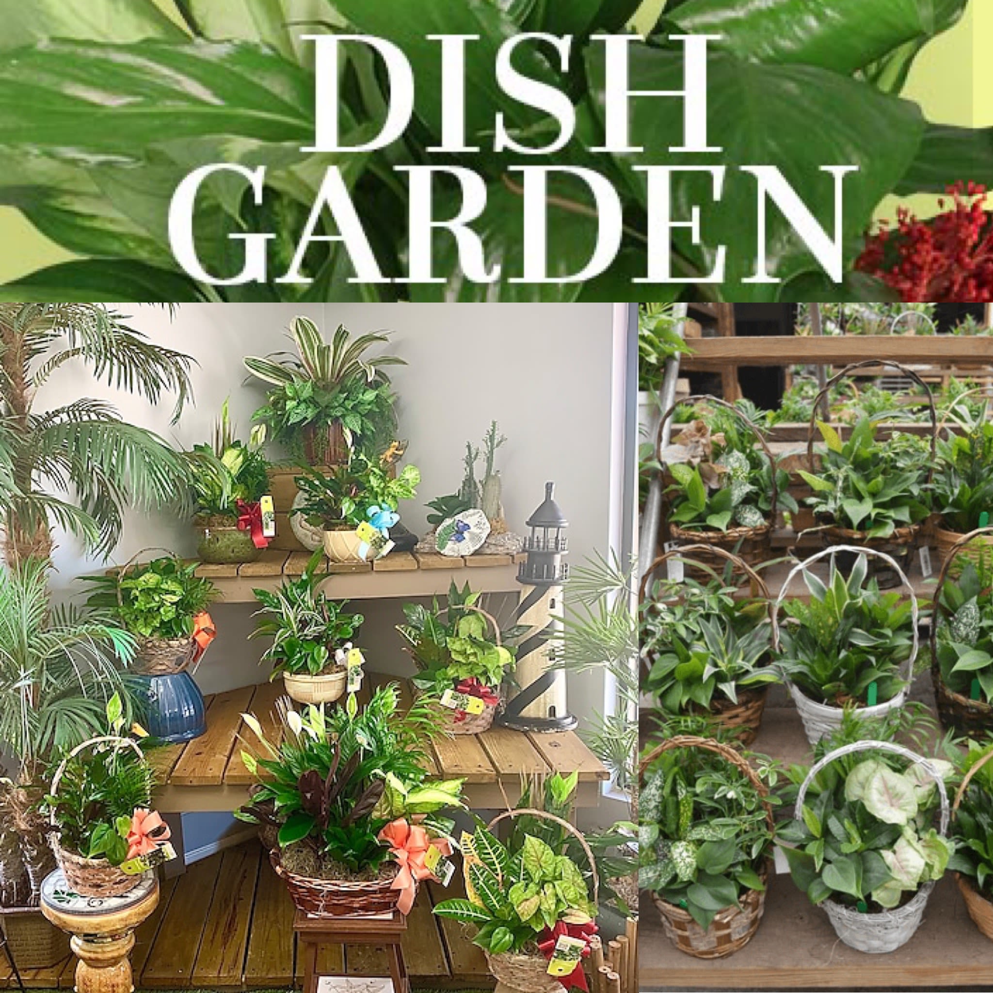 Assorted potted houseplants displayed on shelves and in baskets