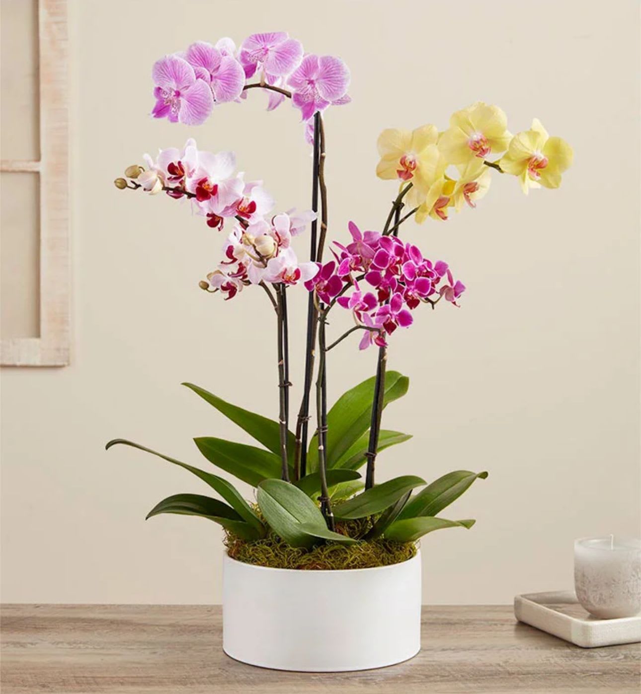 Potted orchid arrangement with pink, white, and yellow blooms