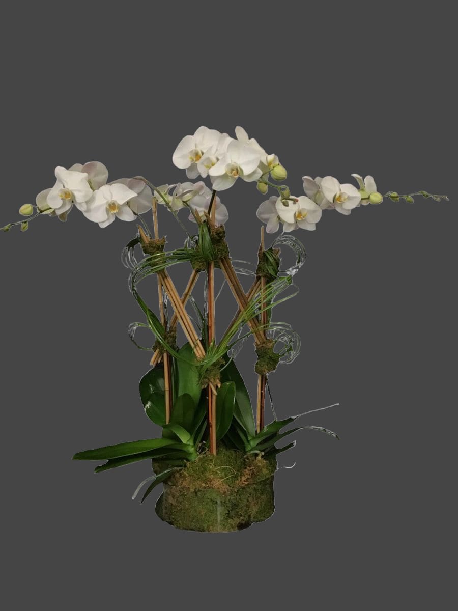 White orchids arranged in a moss-covered planter
