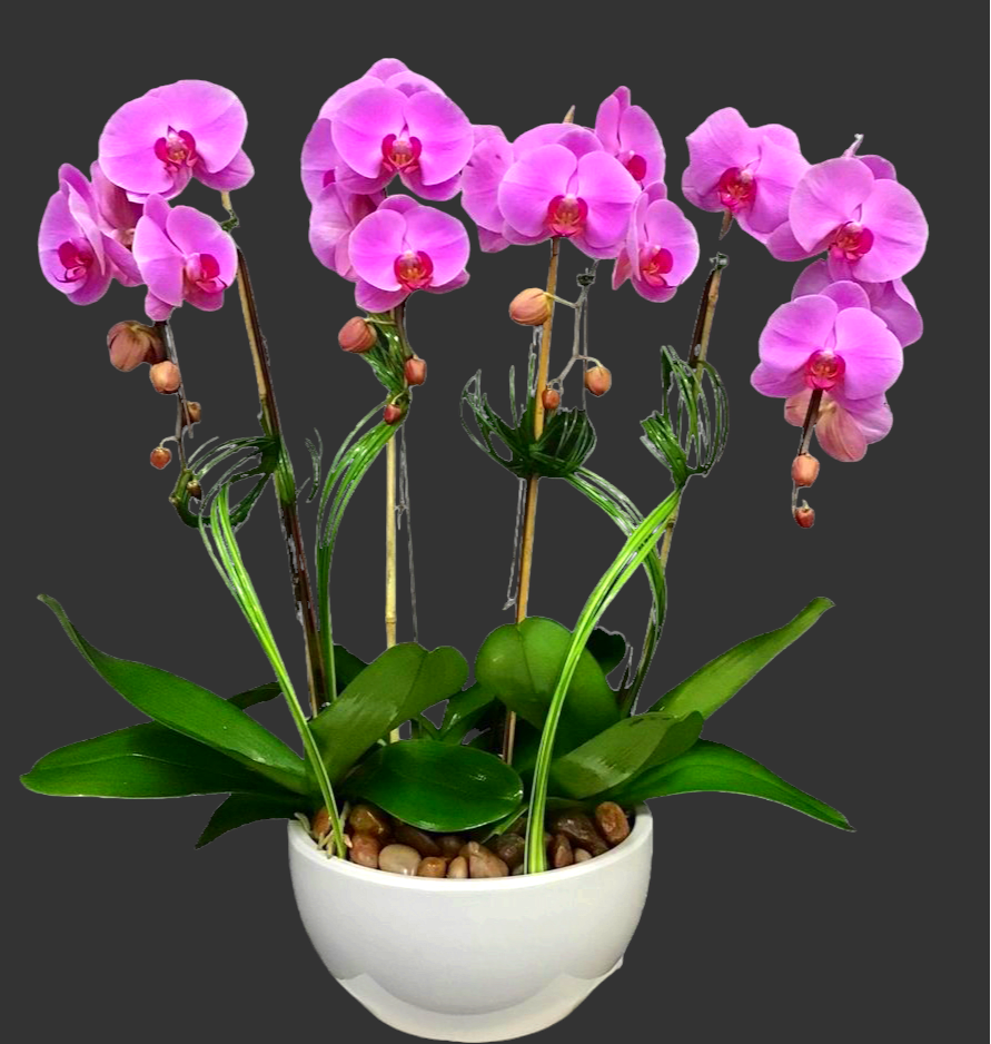 Pink orchids in a white bowl planter with pebbles