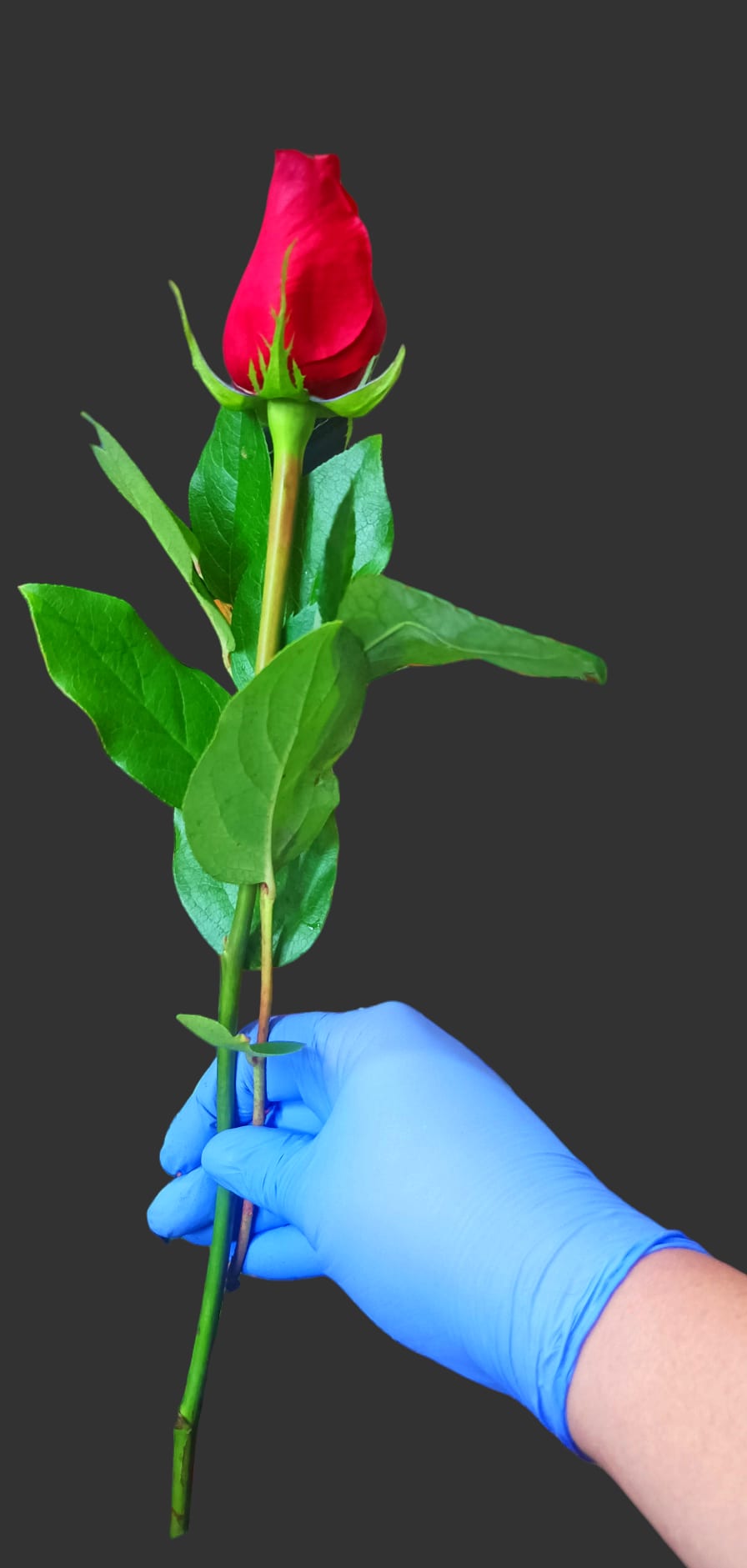 Single red rose held by a gloved hand