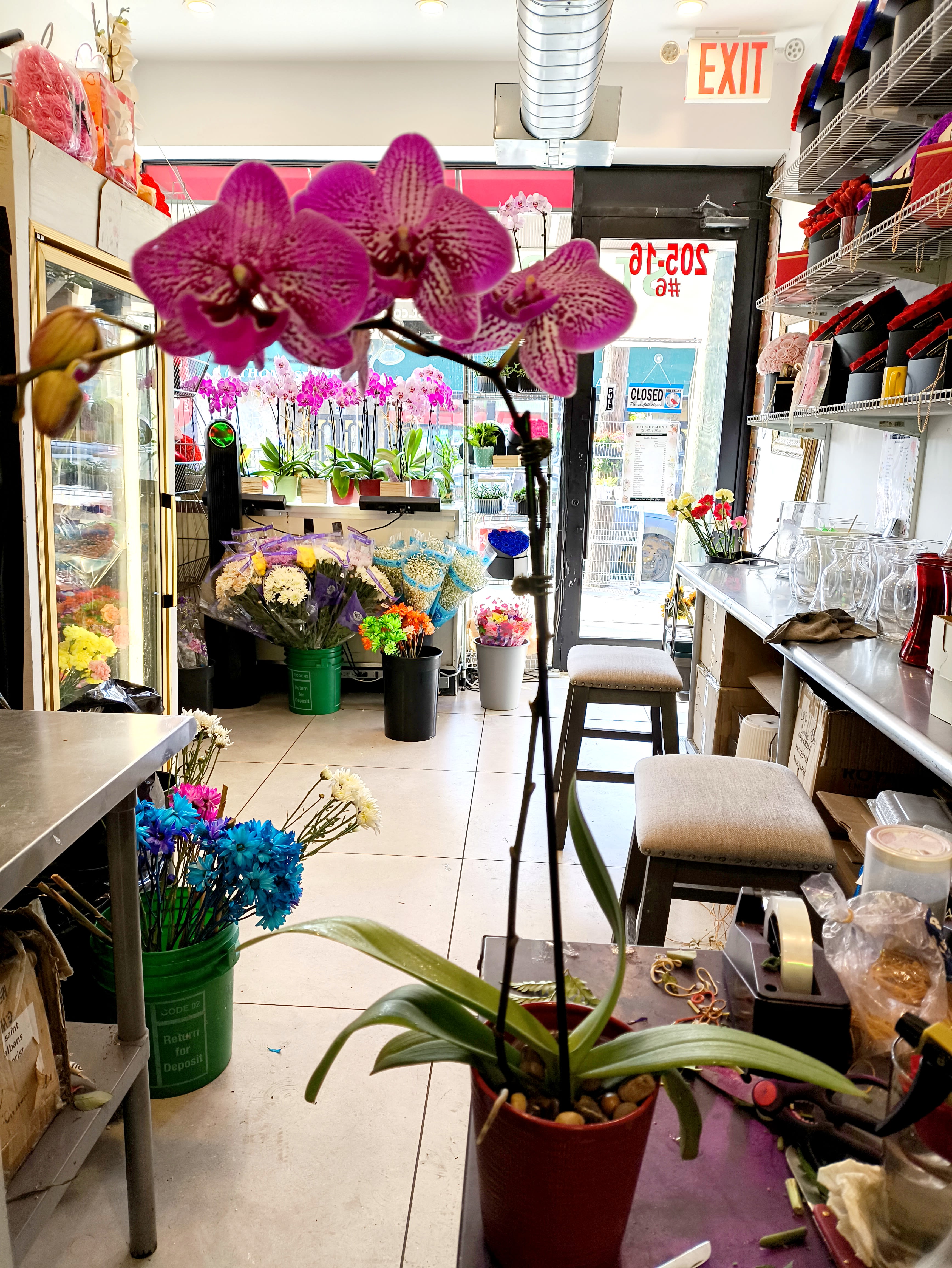 Potted purple orchid with large blooms in a red container