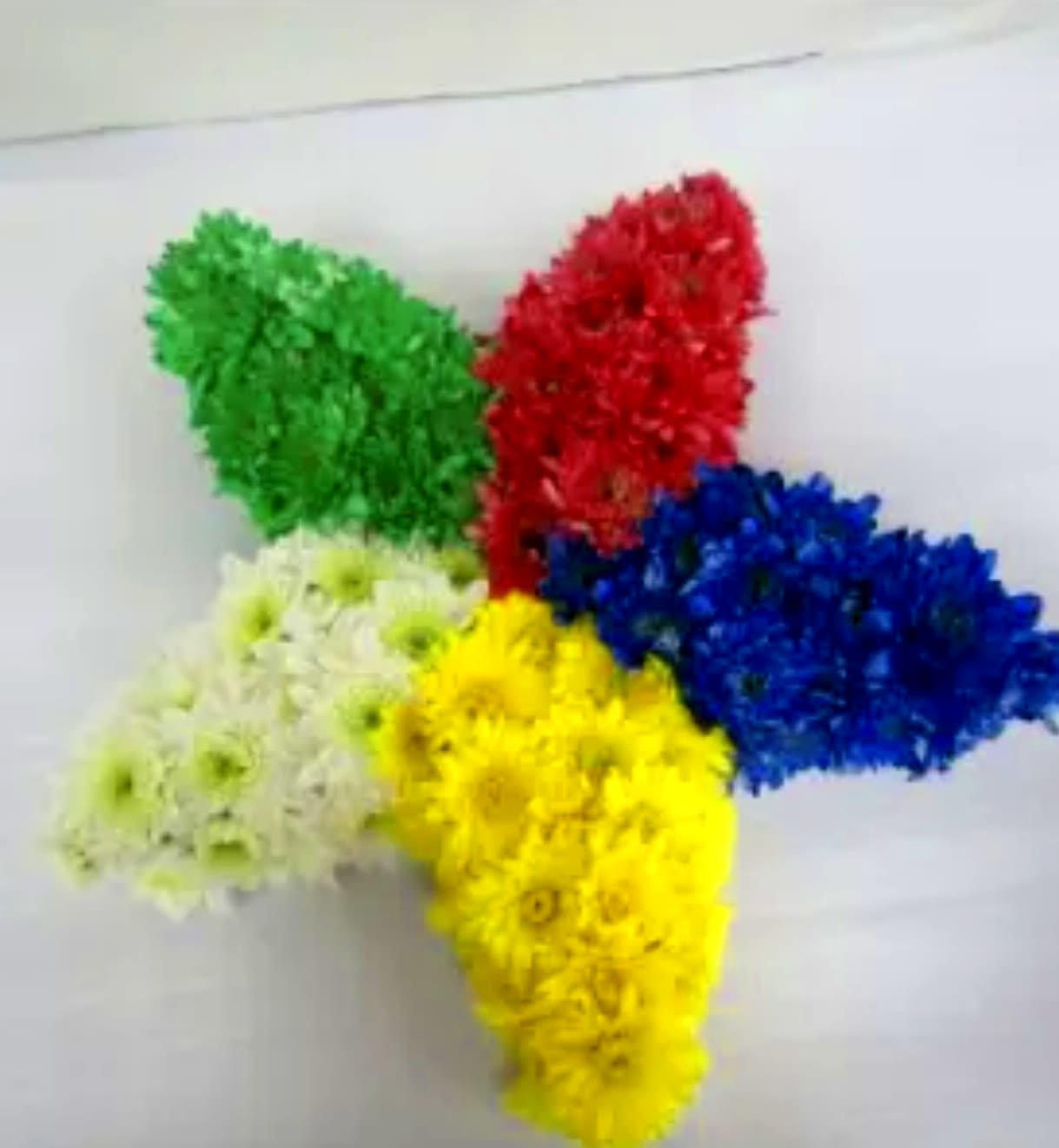 Five colorful chrysanthemum clusters arranged on a white surface.