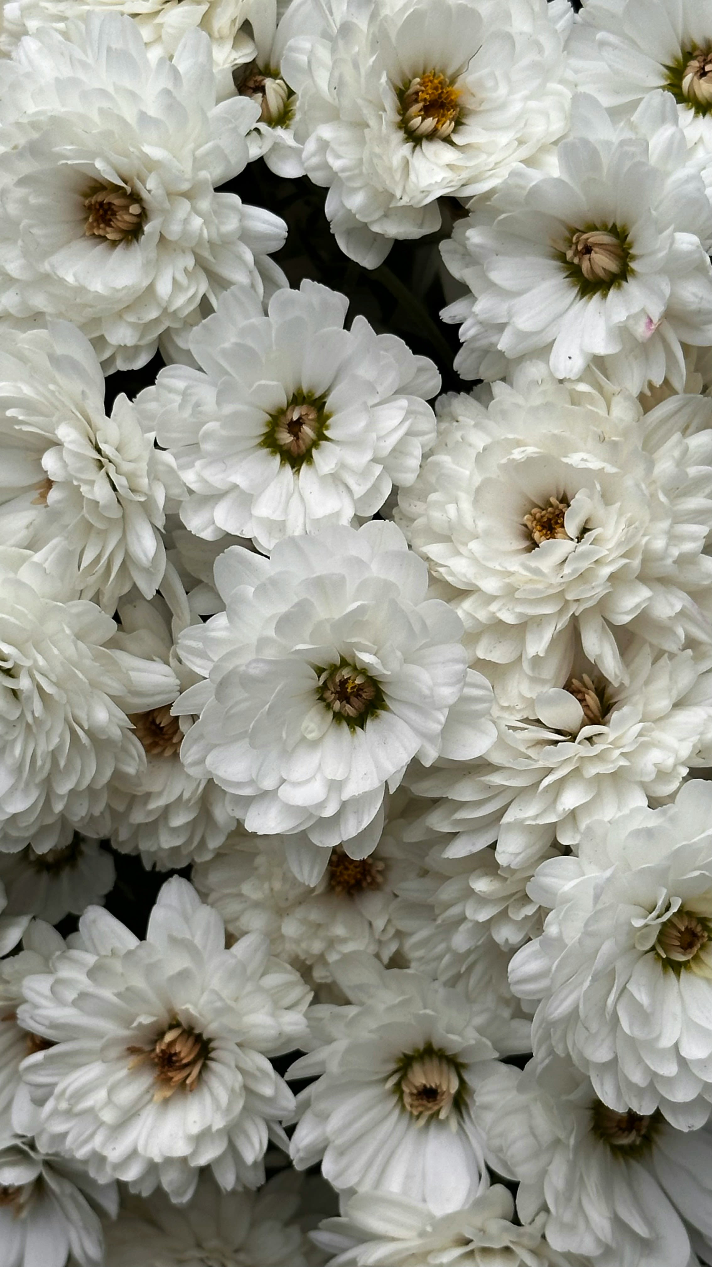 Cluster of white daisy-like flowers with layered petals