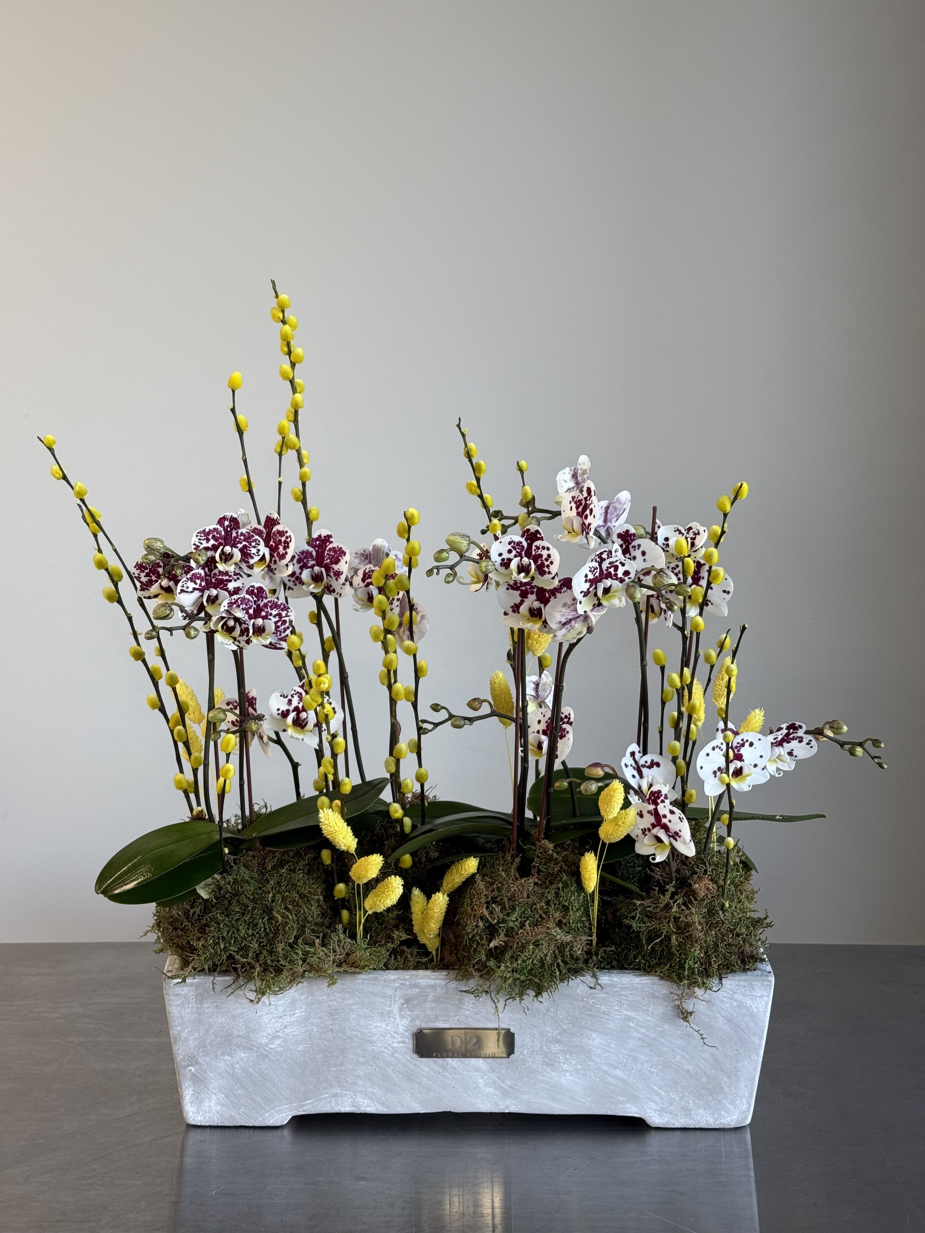Orchid Meadow - A modern and elegant floral arrangement featuring white orchids with burgundy speckles, complemented by vibrant yellow billy balls and dried elements. Set in a white rectangular ceramic planter with moss base, this design offers a fresh, sophisticated look—perfect for upscale interiors or special gifts.