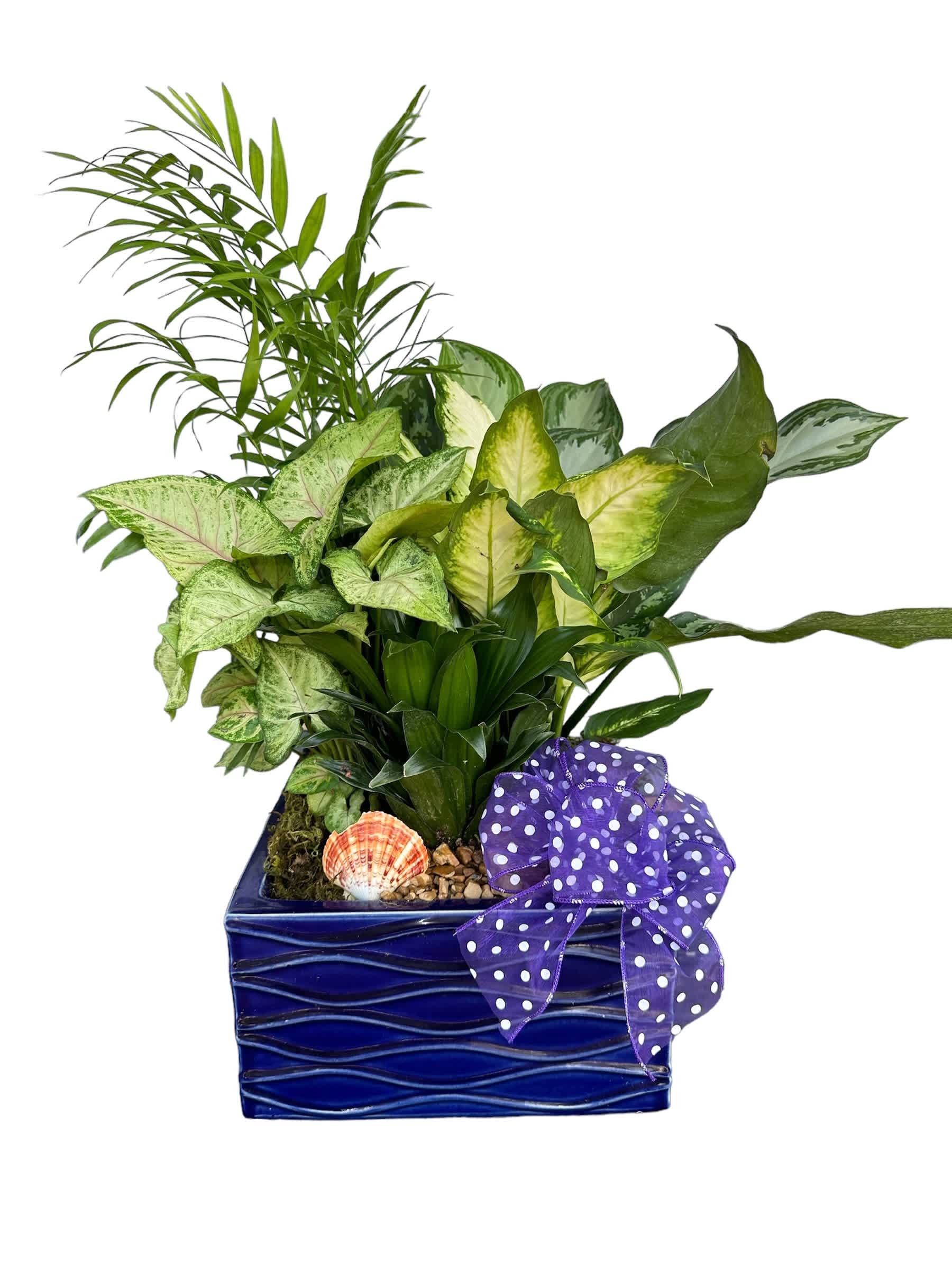 Tropical potted plant arrangement in a blue ceramic container with a purple polka-dot bow