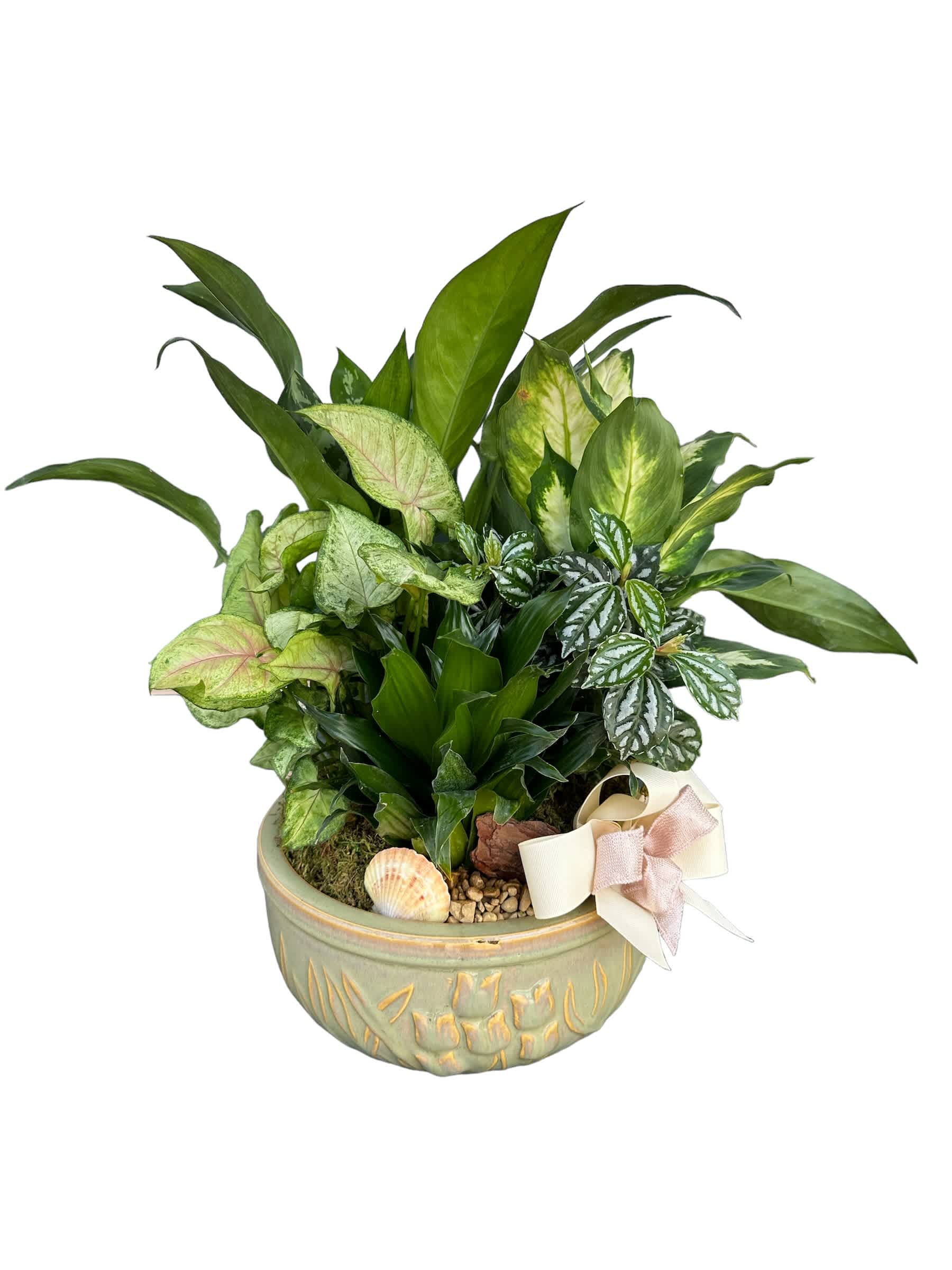 Mixed green houseplants in a decorative ceramic bowl with a ribbon
