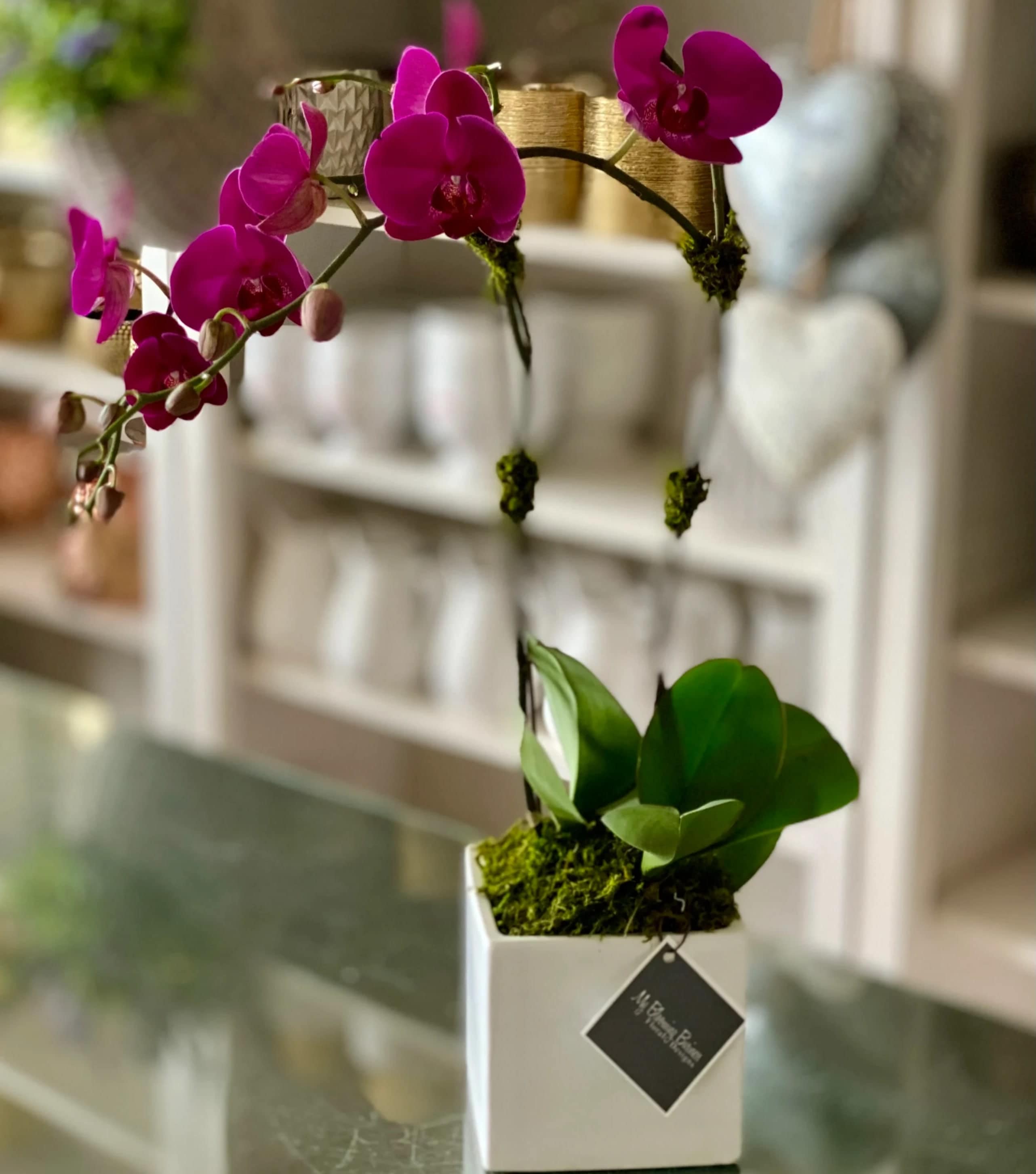 Opulent Orchids - White Orchid Plant decorated with manzanita branches, and greens in wooden brown box. 