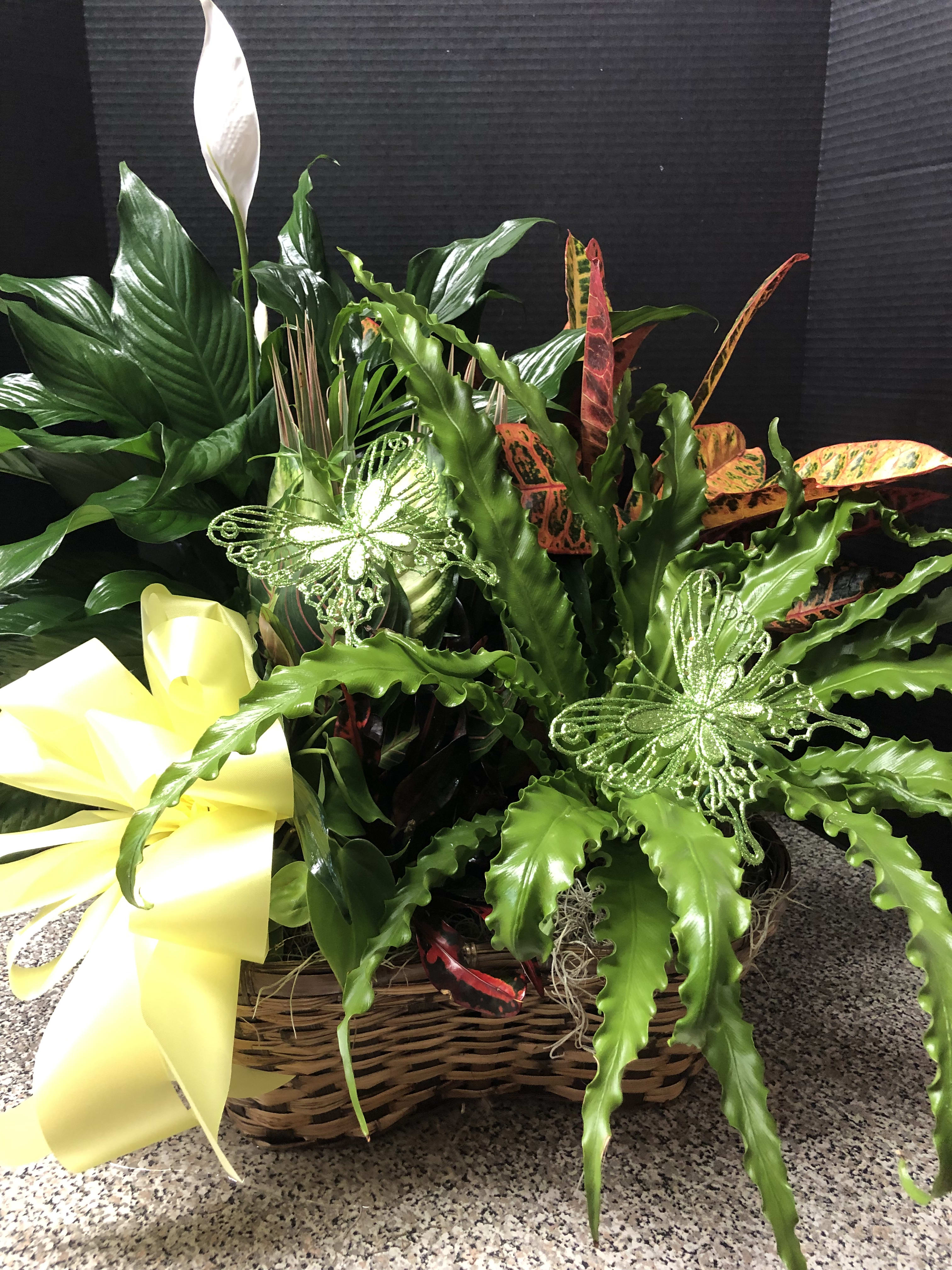 Tropical plant arrangement in a wicker basket with a yellow bow