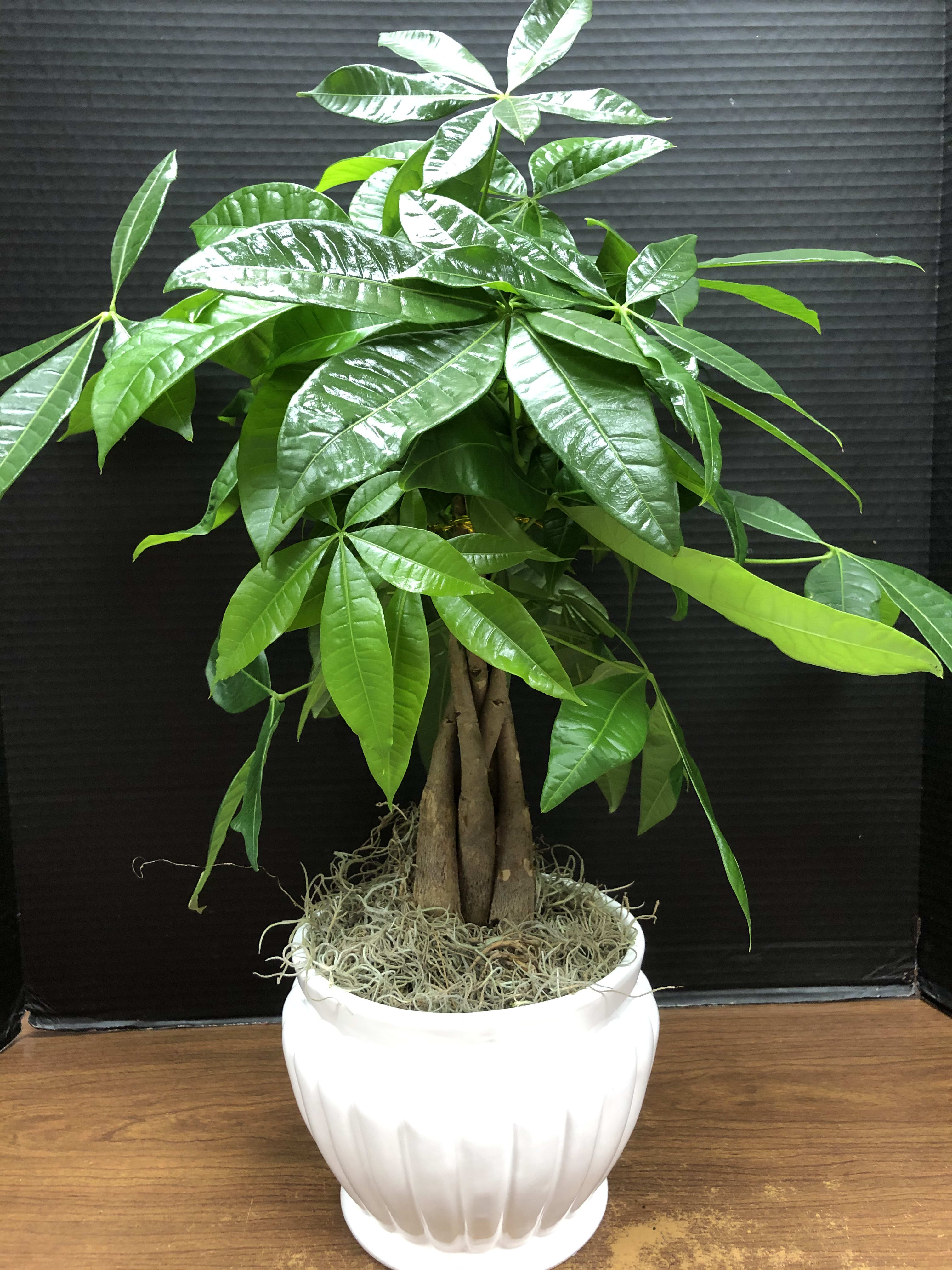 Potted money tree plant in a white ceramic planter