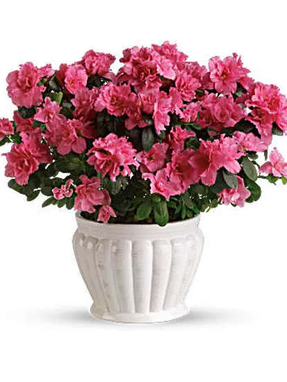 Pink azalea plant in a white ceramic pot