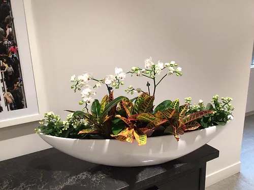 White orchids in a low white bowl with colorful croton foliage