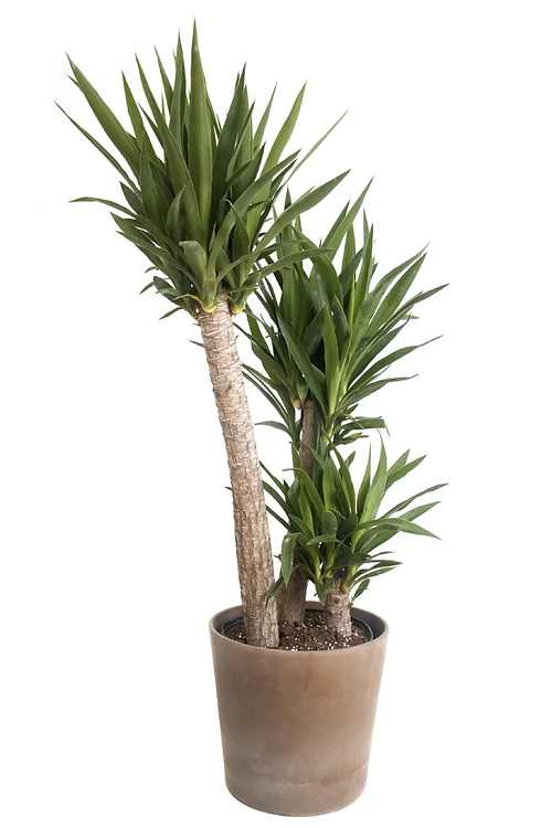 Potted dracaena plant with multiple tall trunks and spiky green leaves