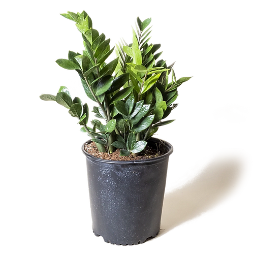 Potted green plant in a black nursery pot