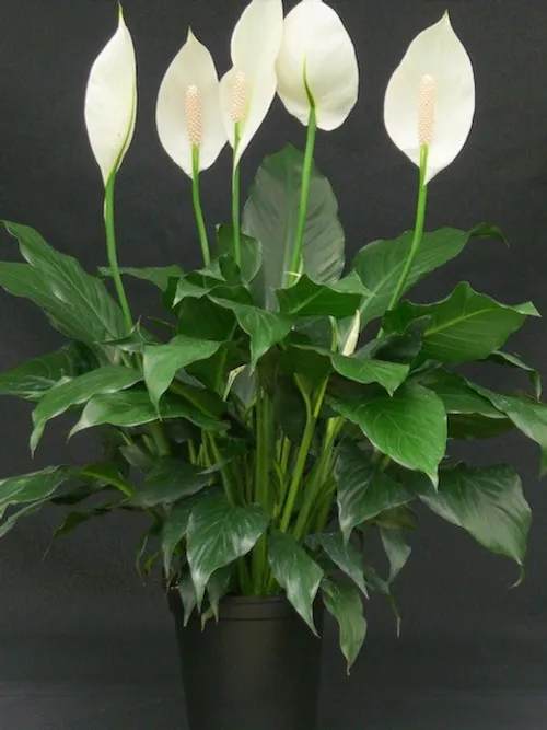White peace lilies in a black pot with broad green leaves