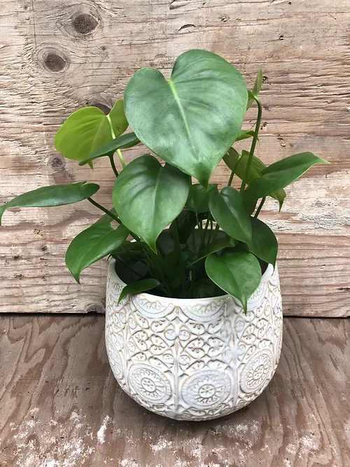Potted green houseplant in a white patterned ceramic pot