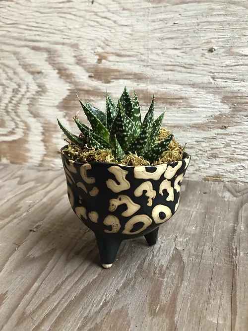 Small potted succulent in a patterned ceramic planter