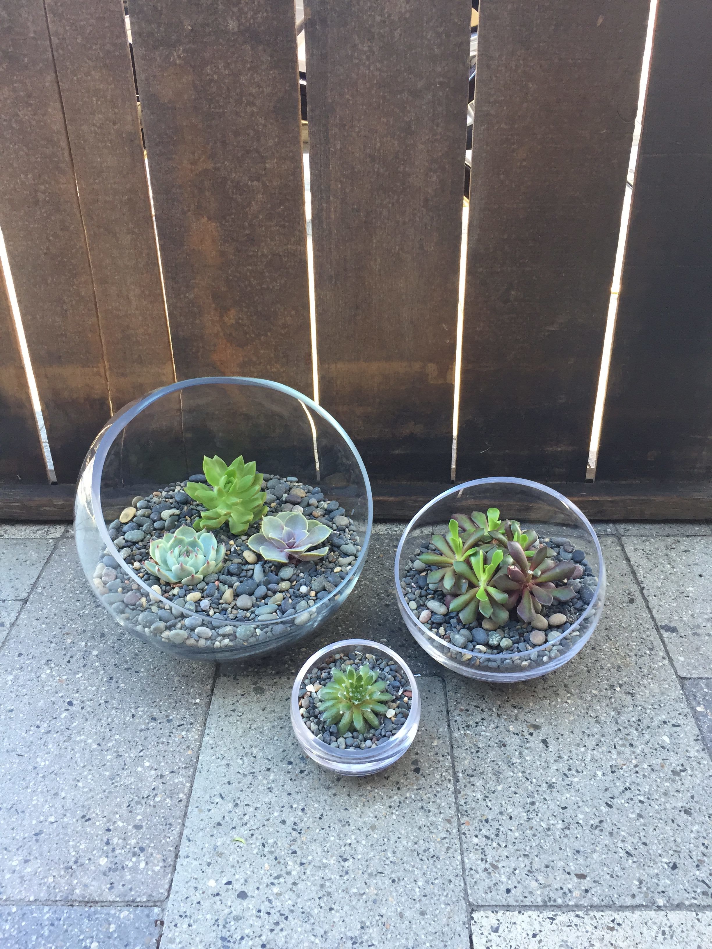 Three small succulent arrangements in clear glass bowls with pebbles.