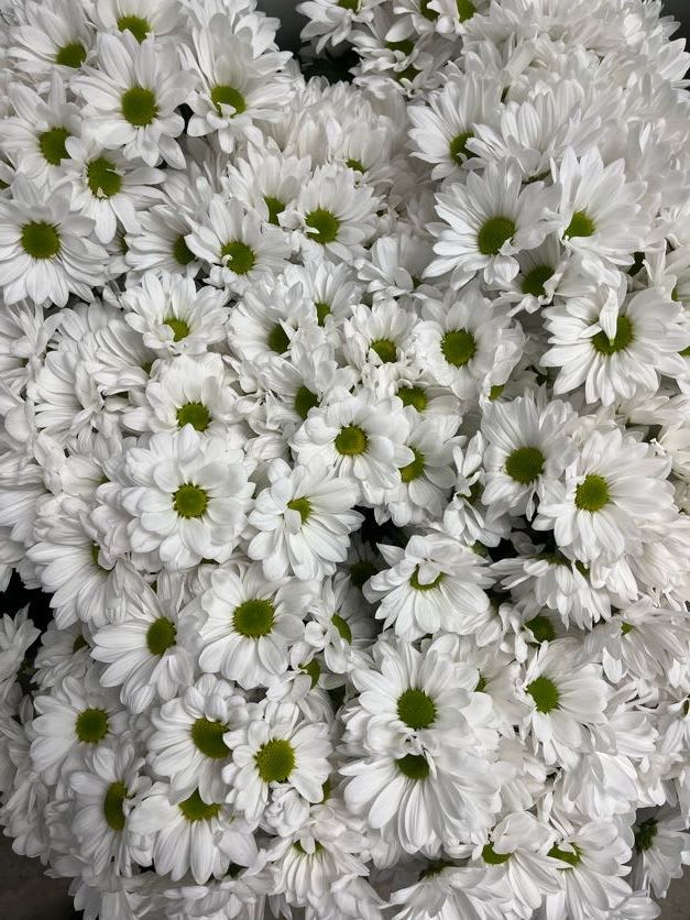 Cluster of white daisies with green centers